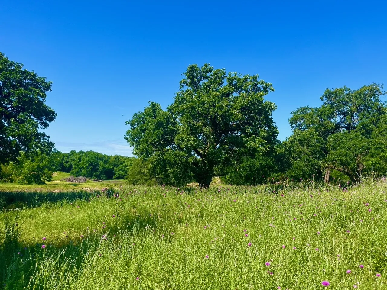 Unimproved Land For Sale in Parker County , Lot 69 Kilkenny Road, Poolville, Texas 76487, 0, 0, Garage spaces, 0 Sqft, built in 0, Price $79,900, mls#21309463, Real Estate Agent in Poolville, Homes For Sale in Parker county, Homes For Sale in Poolville, Realtor in Poolville Texas, Real Estate Brokerage Independent Realty Texas, Luminita Cordes Realtor