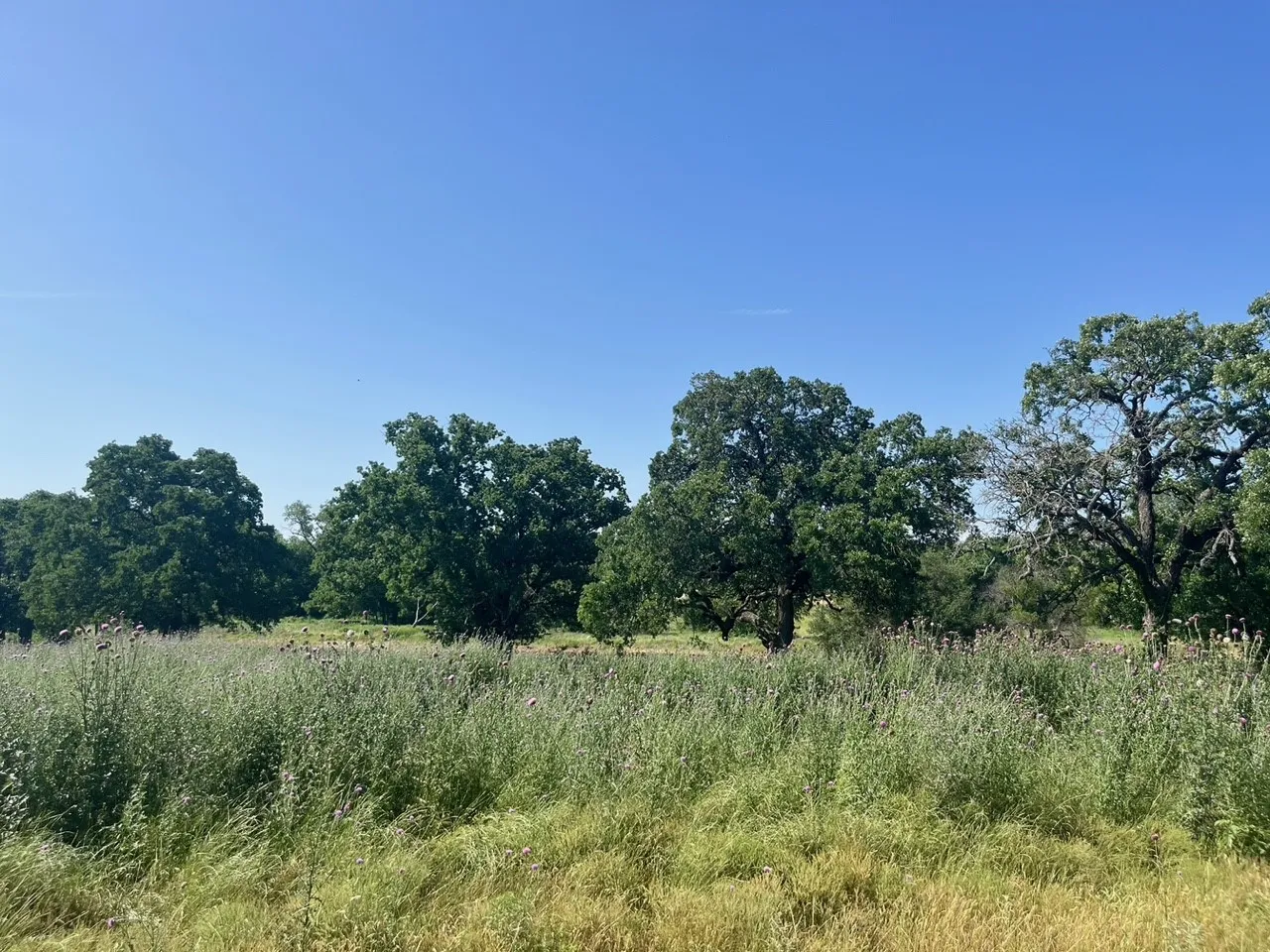 Unimproved Land For Sale in Parker County , Lot 75 Kilkenny Road, Poolville, Texas 76487, 0, 0, Garage spaces, 0 Sqft, built in 0, Price $94,900, mls#21309469, Real Estate Agent in Poolville, Homes For Sale in Parker county, Homes For Sale in Poolville, Realtor in Poolville Texas, Real Estate Brokerage Independent Realty Texas, Luminita Cordes Realtor