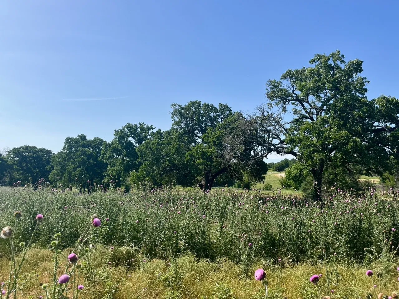 Unimproved Land For Sale in Parker County , Lot 75 Kilkenny Road, Poolville, Texas 76487, 0, 0, Garage spaces, 0 Sqft, built in 0, Price $94,900, mls#21309469, Real Estate Agent in Poolville, Homes For Sale in Parker county, Homes For Sale in Poolville, Realtor in Poolville Texas, Real Estate Brokerage Independent Realty Texas, Luminita Cordes Realtor
