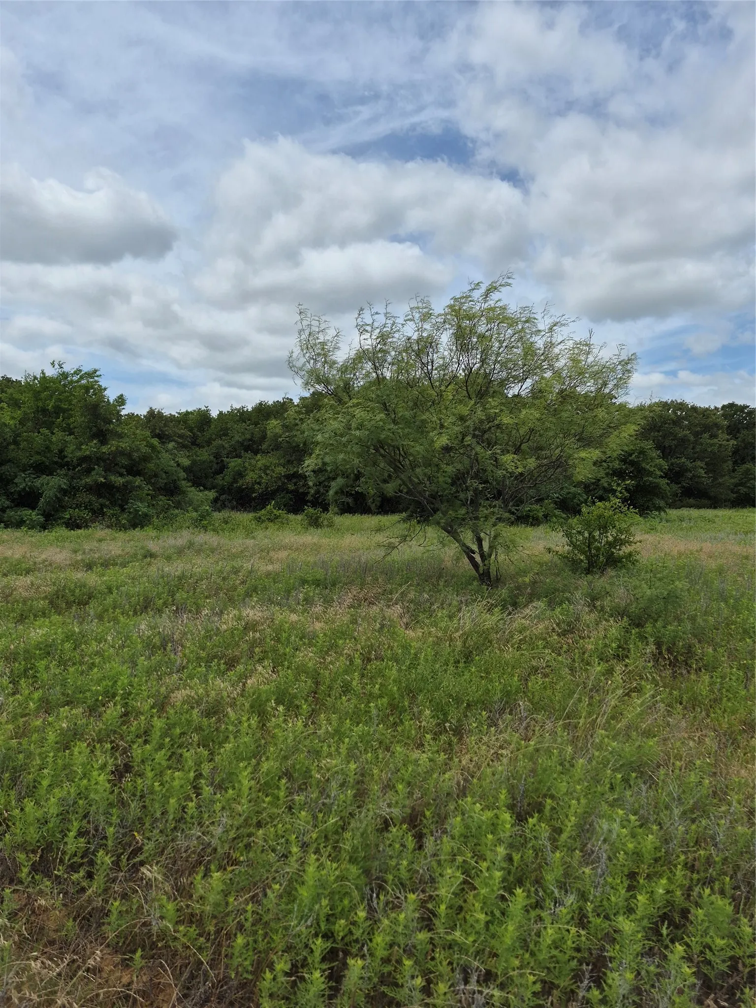 Ranch For Sale in Clay County , TBD FM 175, Henrietta, Texas 76365, 0, 0, Garage spaces, 0 Sqft, built in 0, Price $840,000, mls#21309887, Real Estate Agent in Henrietta, Homes For Sale in Clay county, Homes For Sale in Henrietta, Realtor in Henrietta Texas, Real Estate Brokerage Independent Realty Texas, Luminita Cordes Realtor