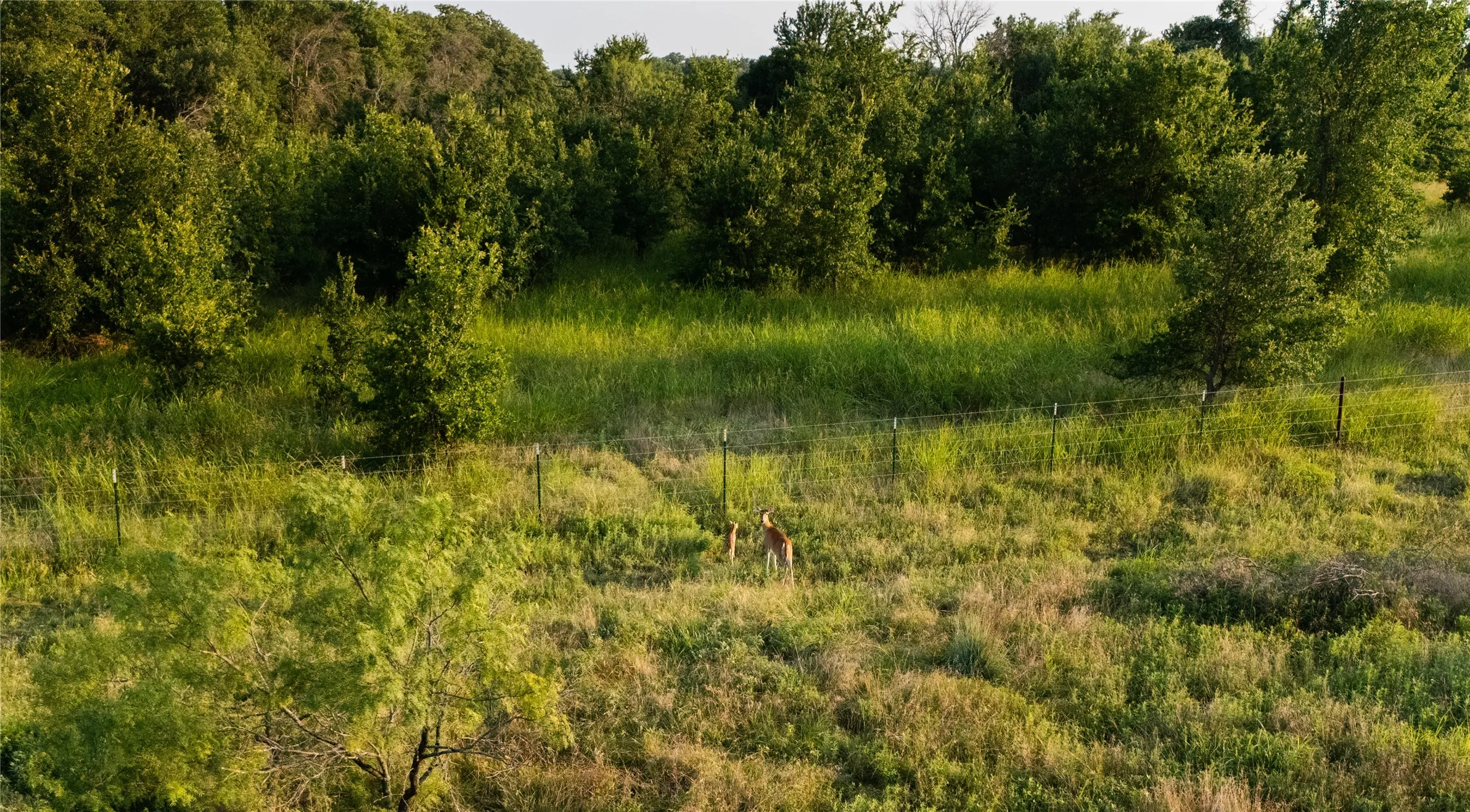 Tons of wildlife!