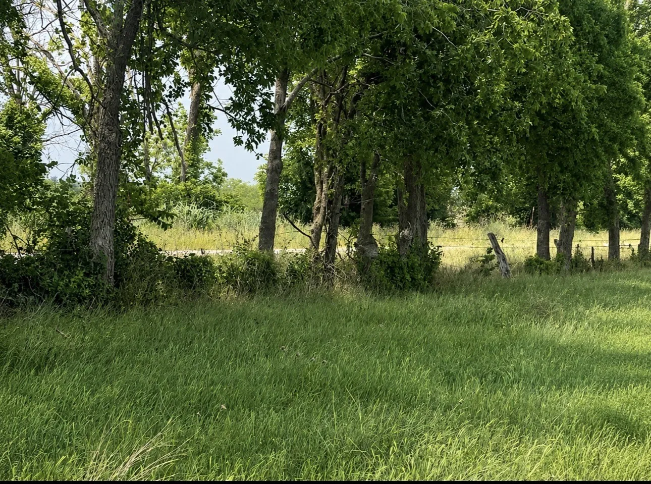 Trees along CR 242