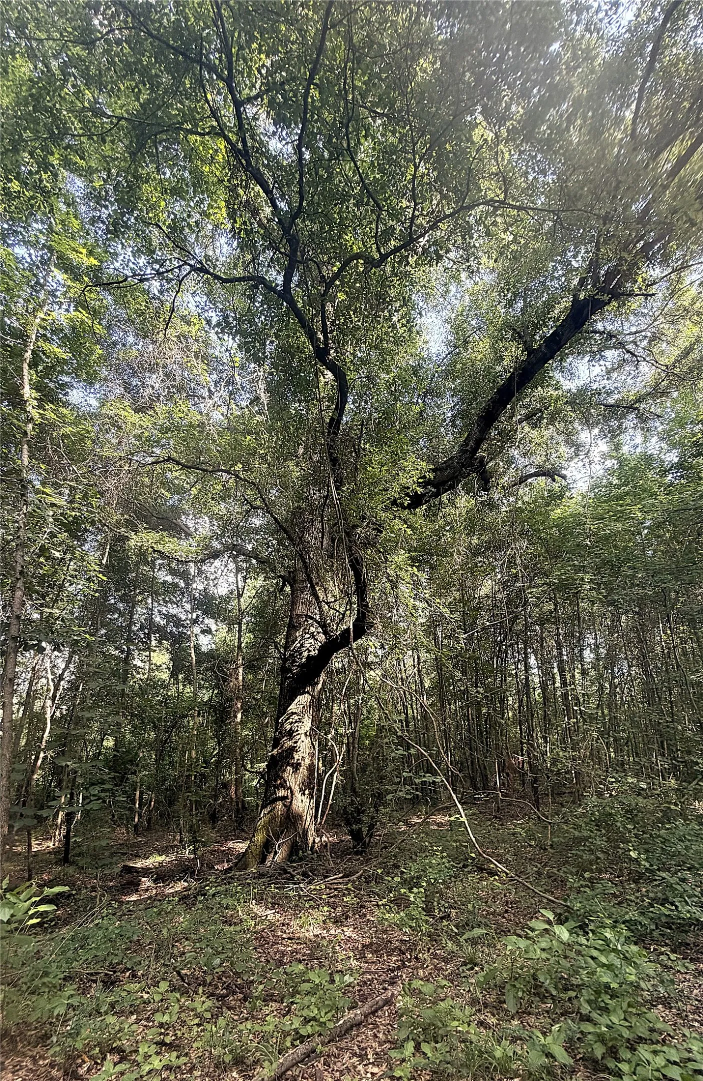 Mature tree with a prominent trunk and extensive canopy
