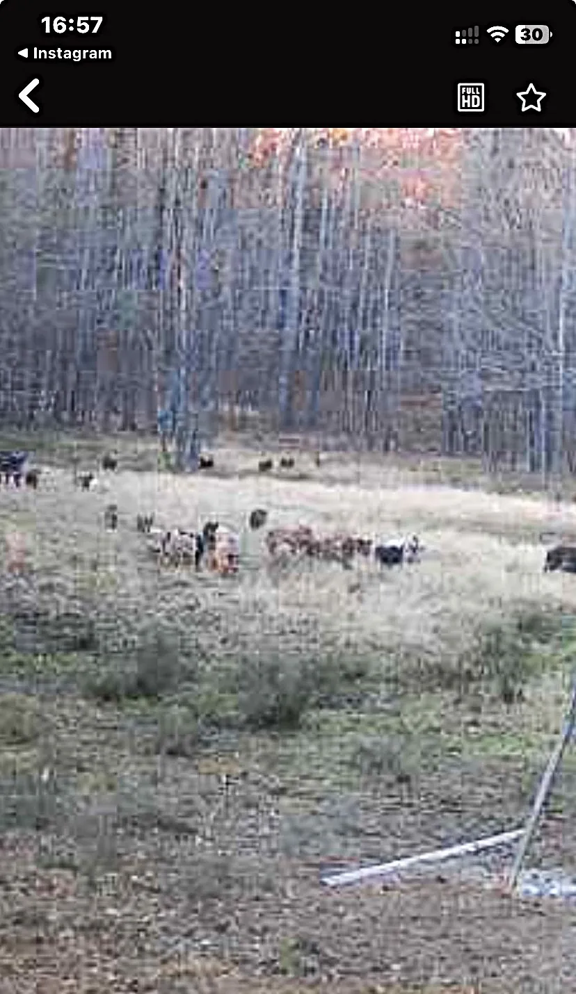 group of feral hogs