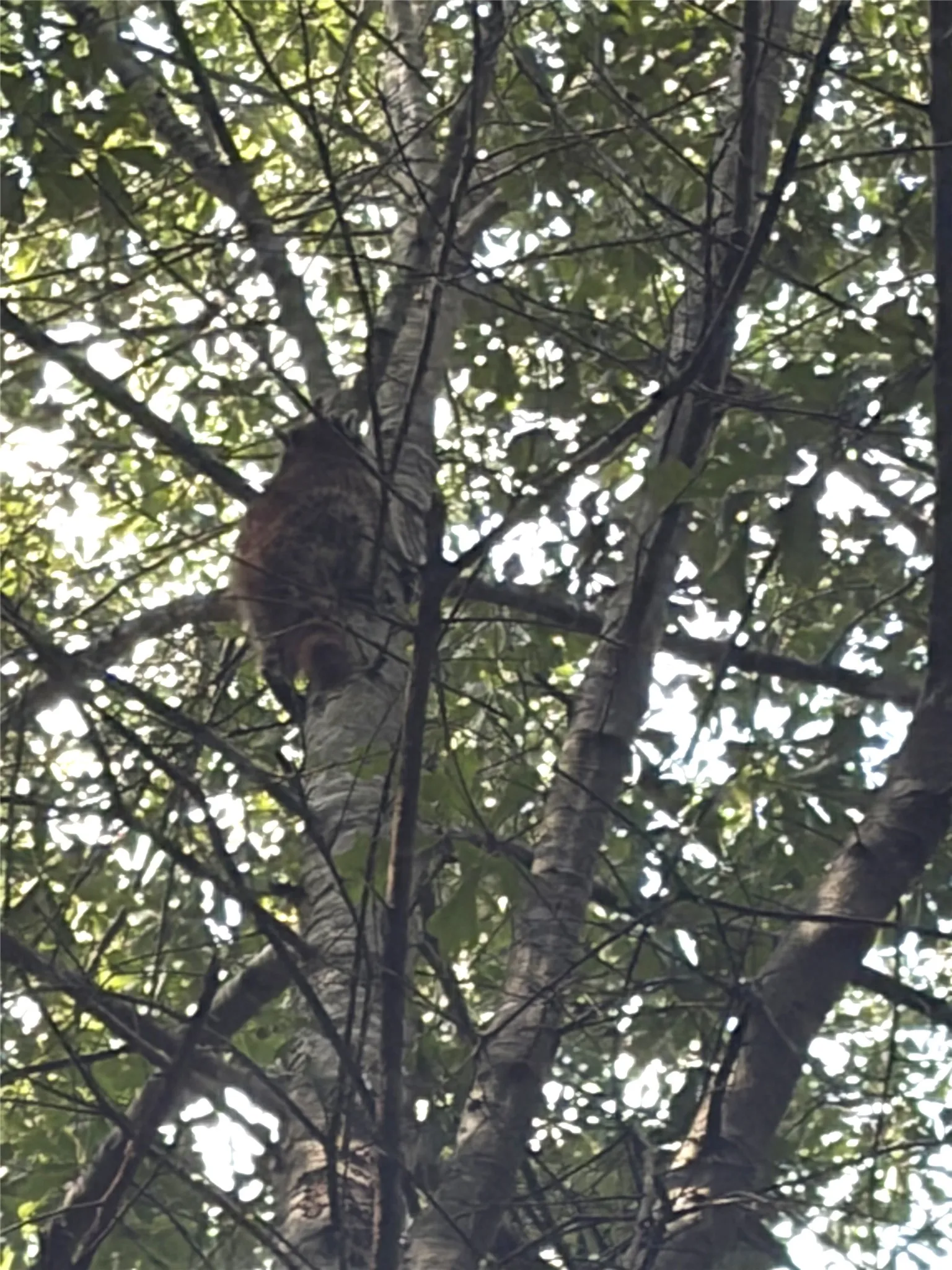Treed racoon