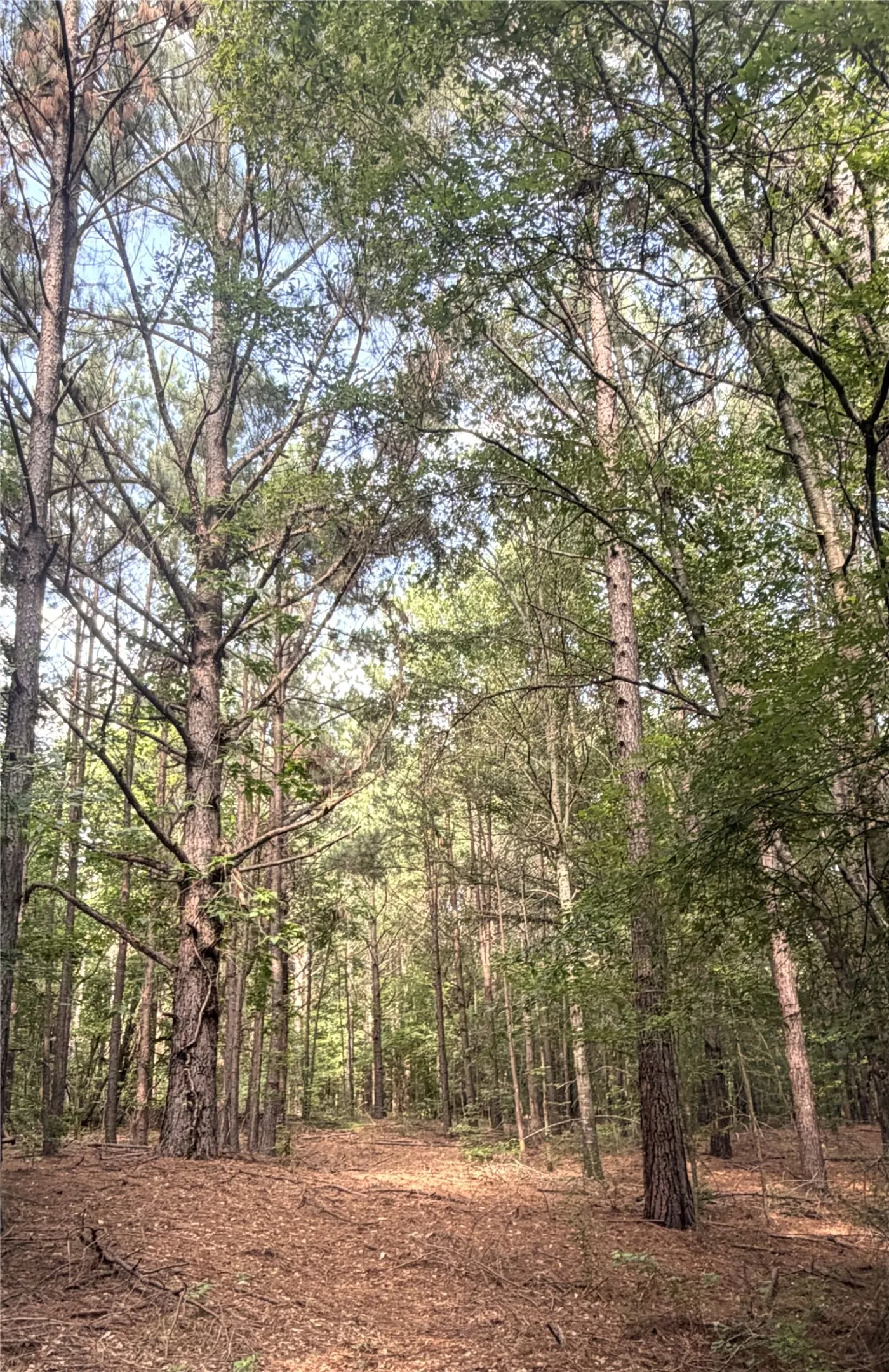 Wooded land featuring mature trees and a ground covered with natural pine straw
