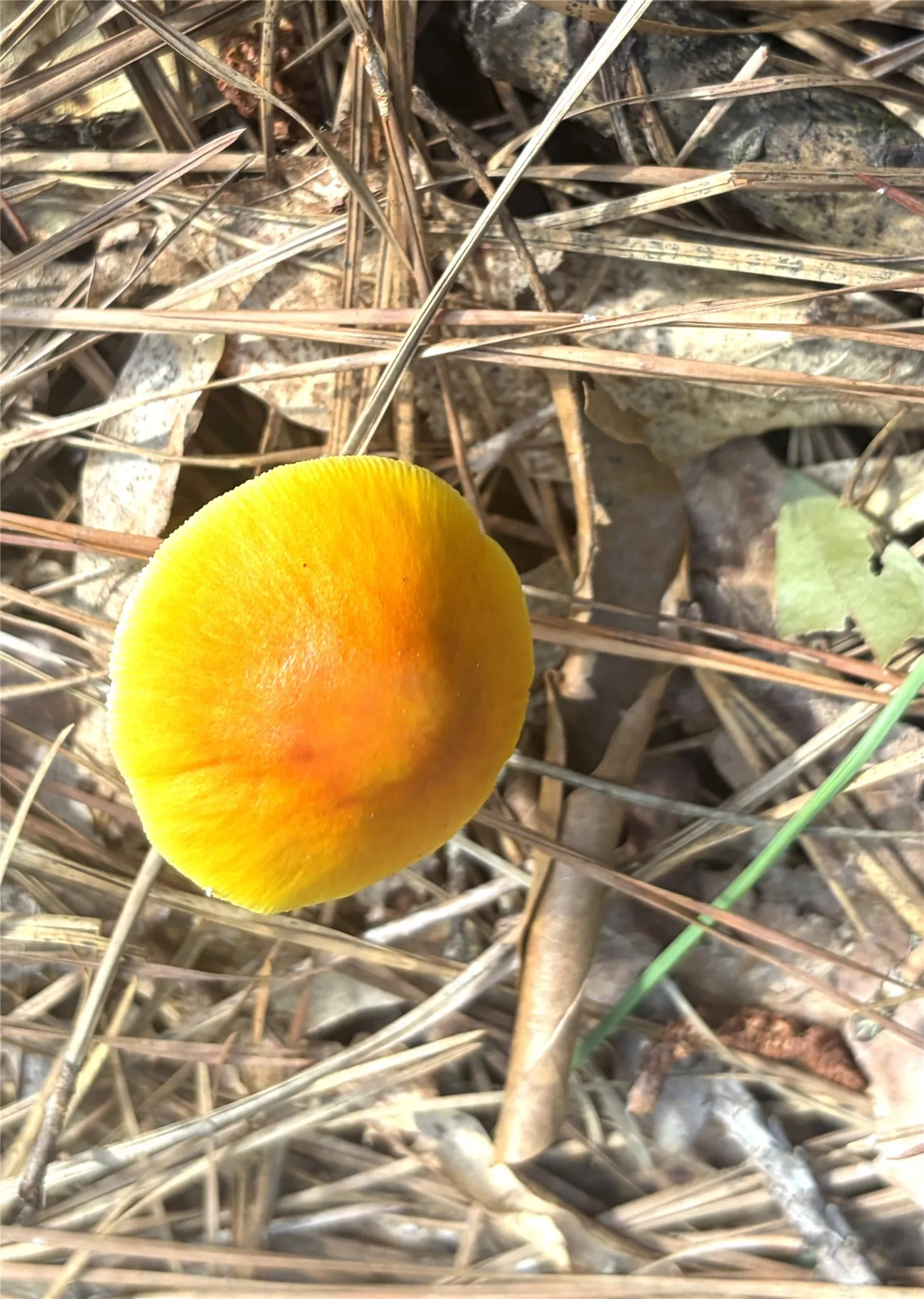 Colorful Forest Floor