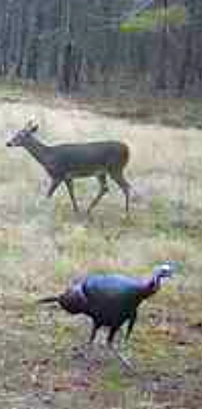 Deer and turkey