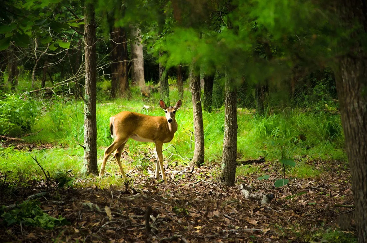 Wildlife