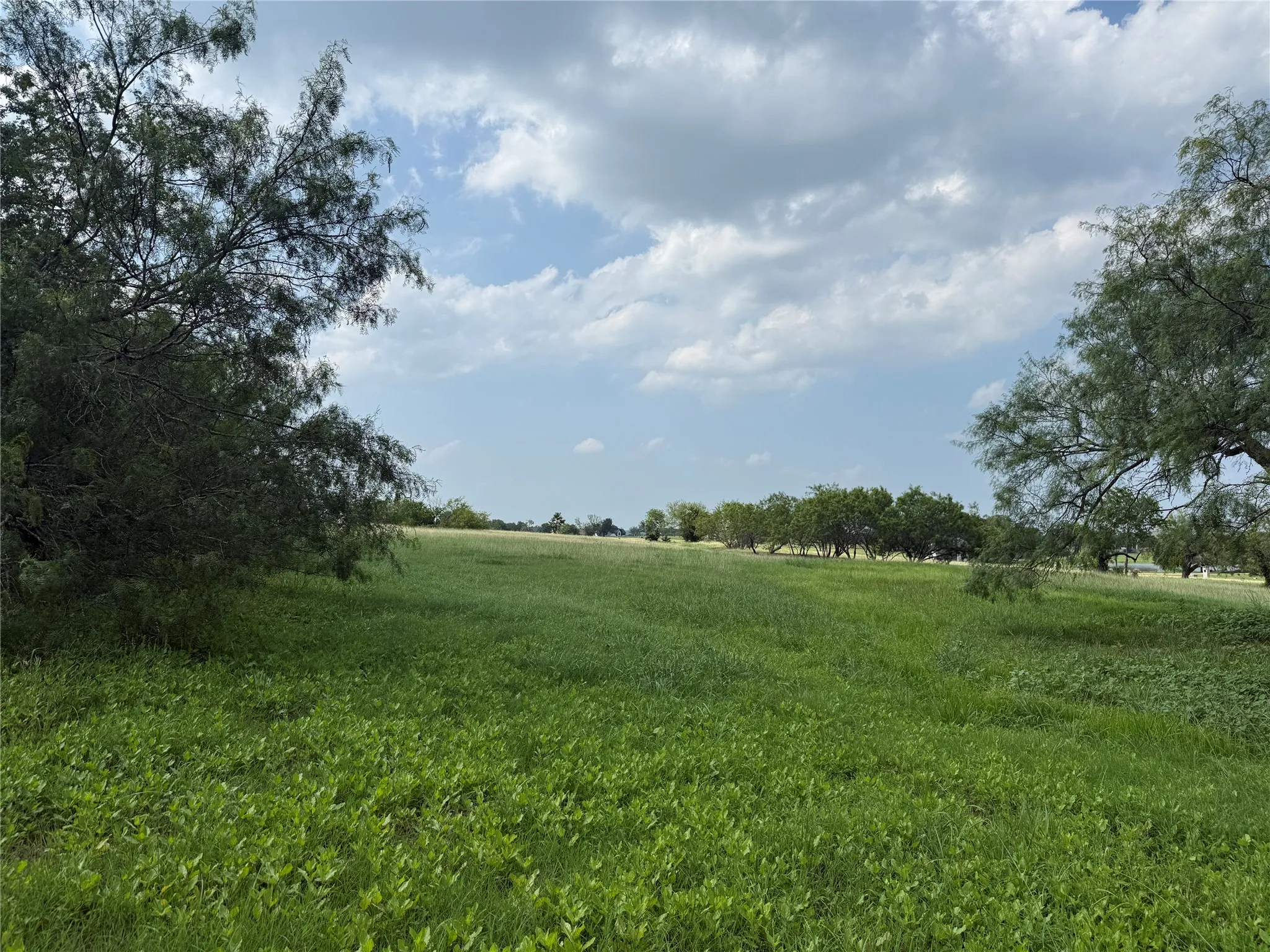 Established trees add character and habitat to the landscape.