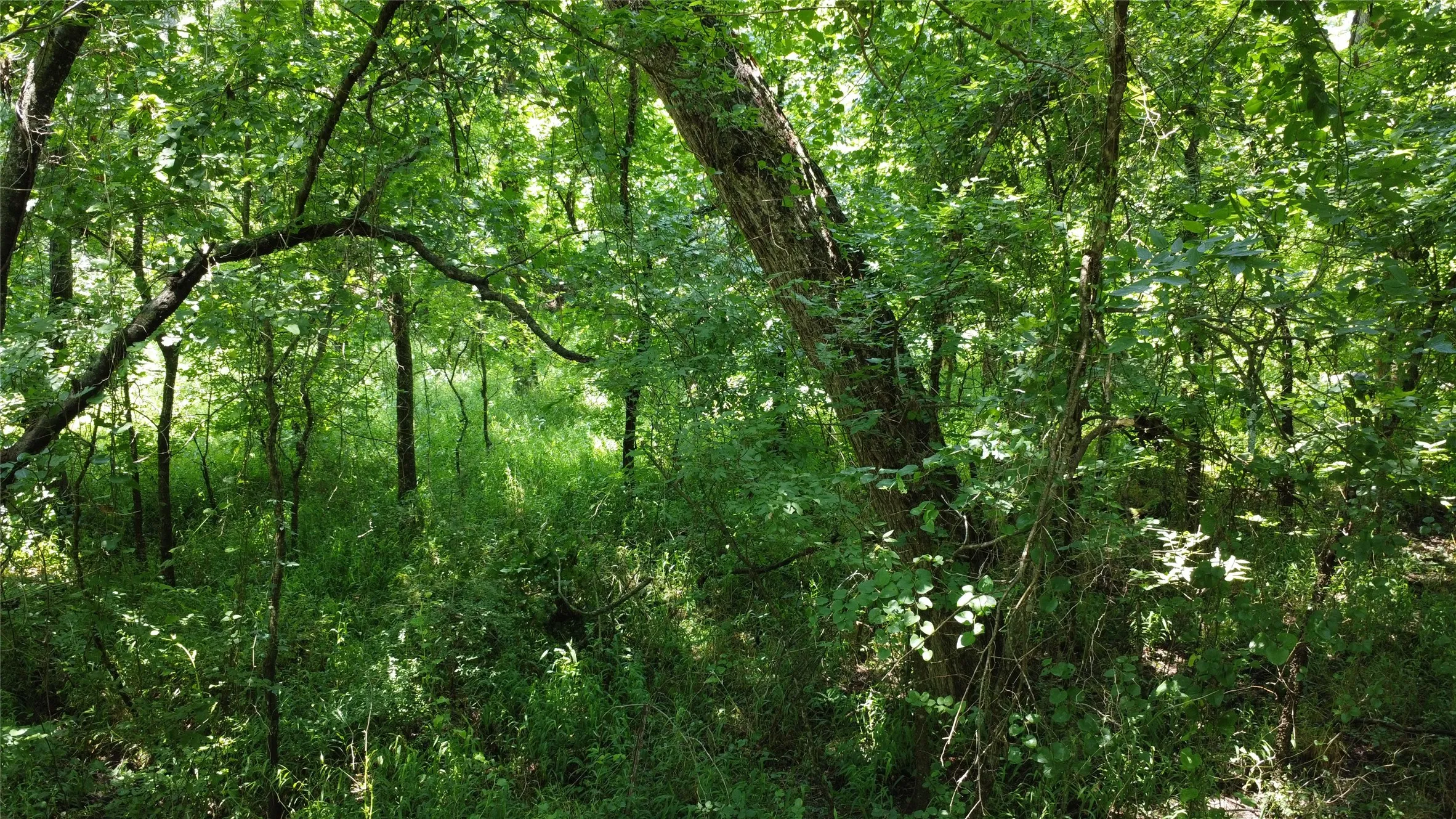 Unimproved Land For Sale in Grayson County , 527 Copperas Road, Whitesboro, Texas 76264, 0, 0, Garage spaces, 0 Sqft, built in 0, mls#21310190, Real Estate Agent in Whitesboro, Homes For Sale in Grayson county, Homes For Sale in Whitesboro, Realtor in Whitesboro Texas, Real Estate Brokerage Independent Realty Texas, Luminita Cordes Realtor