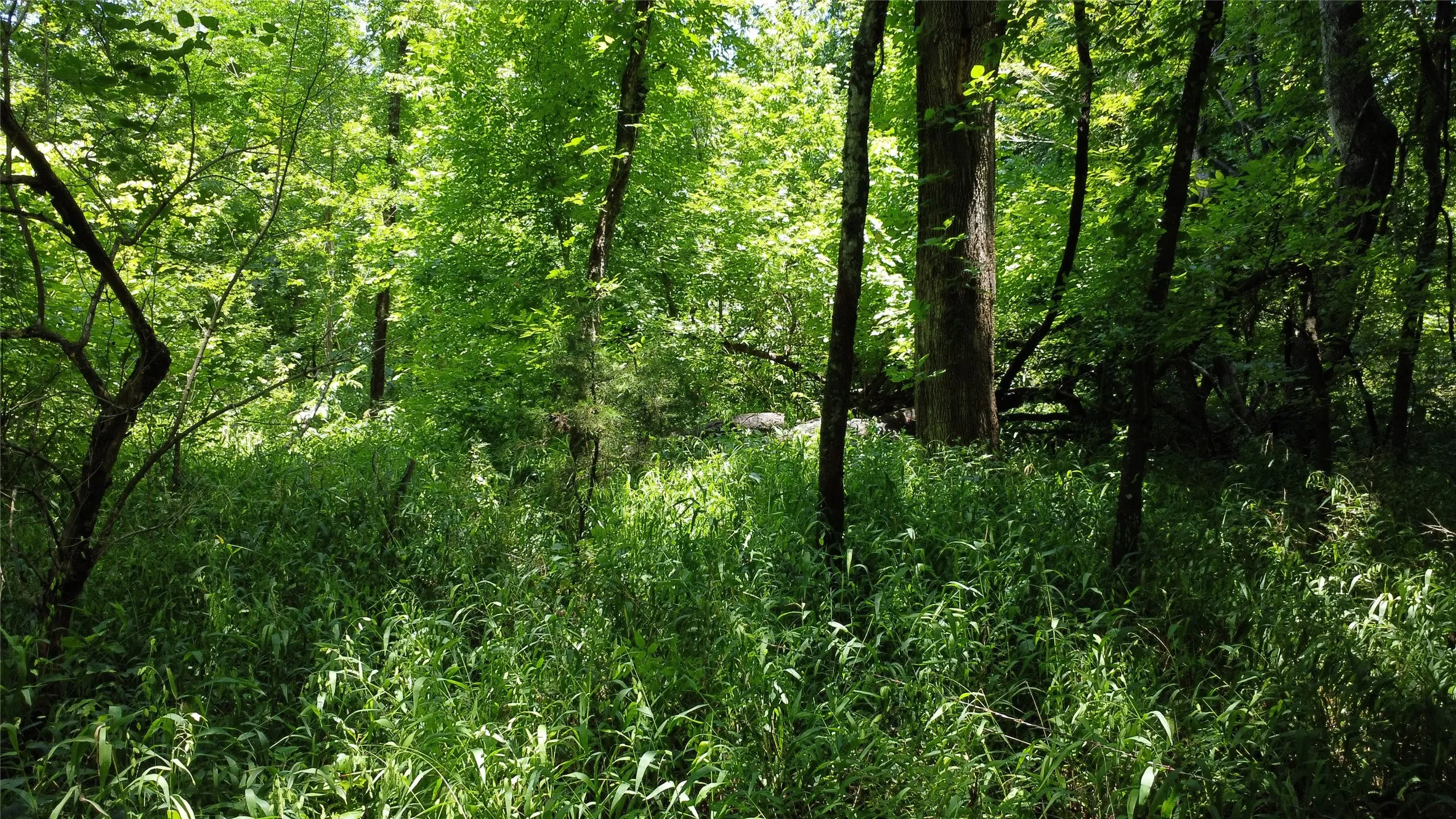 Unimproved Land For Sale in Grayson County , 527 Copperas Road, Whitesboro, Texas 76264, 0, 0, Garage spaces, 0 Sqft, built in 0, mls#21310190, Real Estate Agent in Whitesboro, Homes For Sale in Grayson county, Homes For Sale in Whitesboro, Realtor in Whitesboro Texas, Real Estate Brokerage Independent Realty Texas, Luminita Cordes Realtor