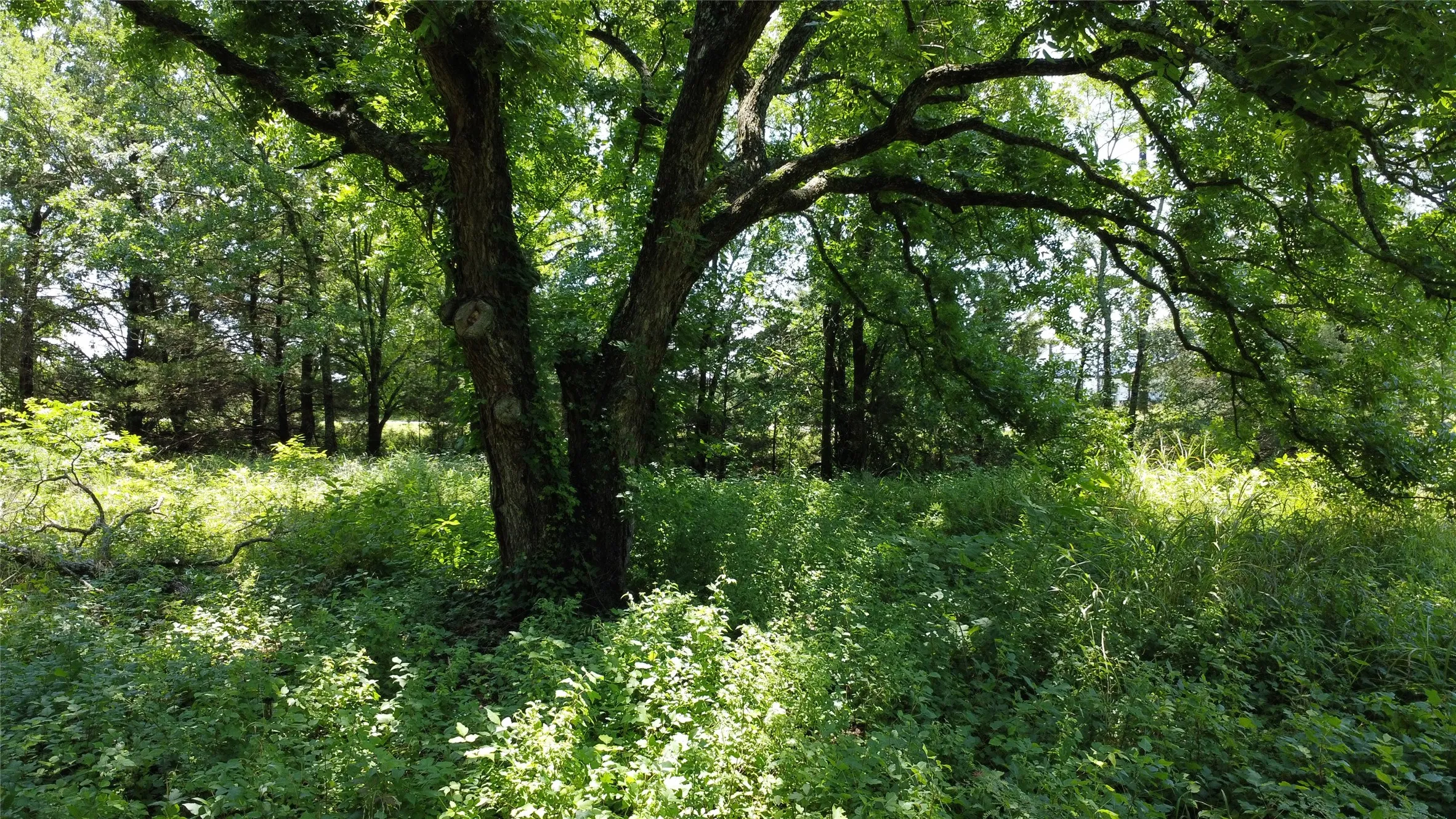 Unimproved Land For Sale in Grayson County , 527 Copperas Road, Whitesboro, Texas 76264, 0, 0, Garage spaces, 0 Sqft, built in 0, mls#21310190, Real Estate Agent in Whitesboro, Homes For Sale in Grayson county, Homes For Sale in Whitesboro, Realtor in Whitesboro Texas, Real Estate Brokerage Independent Realty Texas, Luminita Cordes Realtor