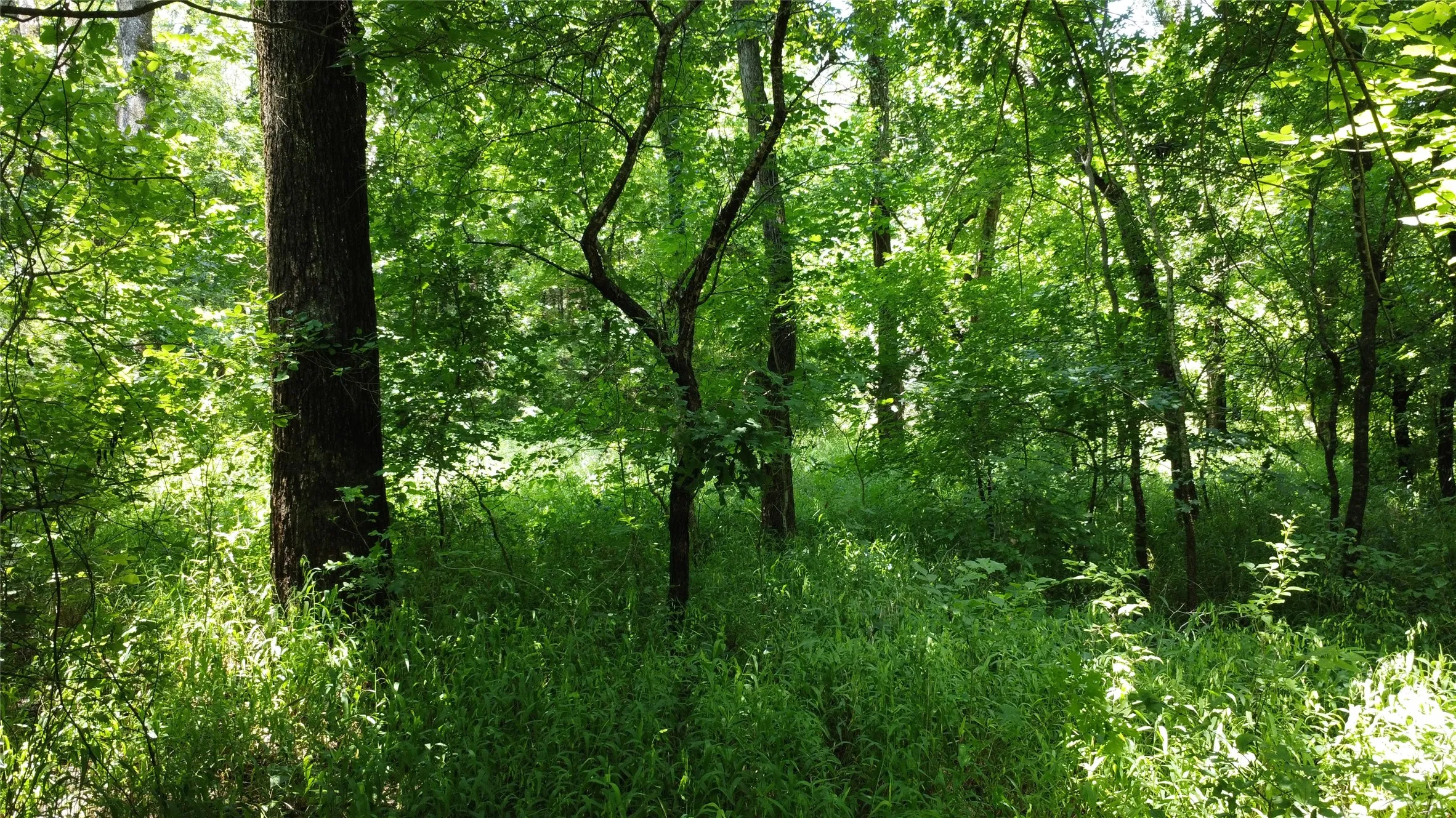 Unimproved Land For Sale in Grayson County , 527 Copperas Road, Whitesboro, Texas 76264, 0, 0, Garage spaces, 0 Sqft, built in 0, mls#21310190, Real Estate Agent in Whitesboro, Homes For Sale in Grayson county, Homes For Sale in Whitesboro, Realtor in Whitesboro Texas, Real Estate Brokerage Independent Realty Texas, Luminita Cordes Realtor