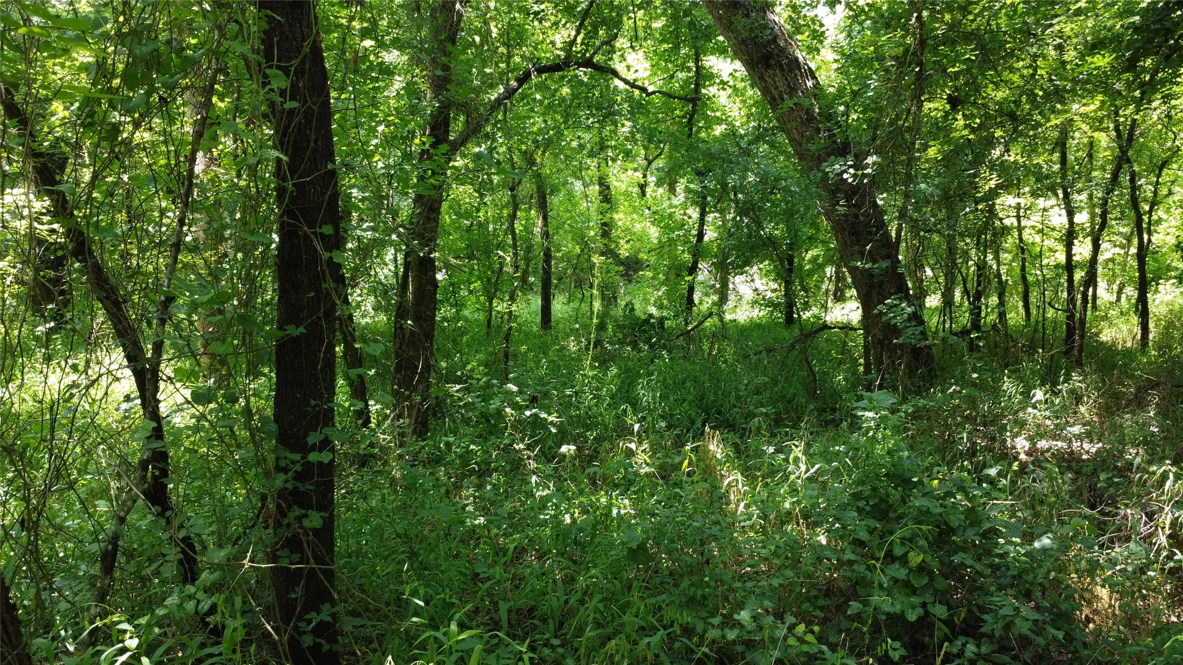 Unimproved Land For Sale in Grayson County , 527 Copperas Road, Whitesboro, Texas 76264, 0, 0, Garage spaces, 0 Sqft, built in 0, mls#21310190, Real Estate Agent in Whitesboro, Homes For Sale in Grayson county, Homes For Sale in Whitesboro, Realtor in Whitesboro Texas, Real Estate Brokerage Independent Realty Texas, Luminita Cordes Realtor