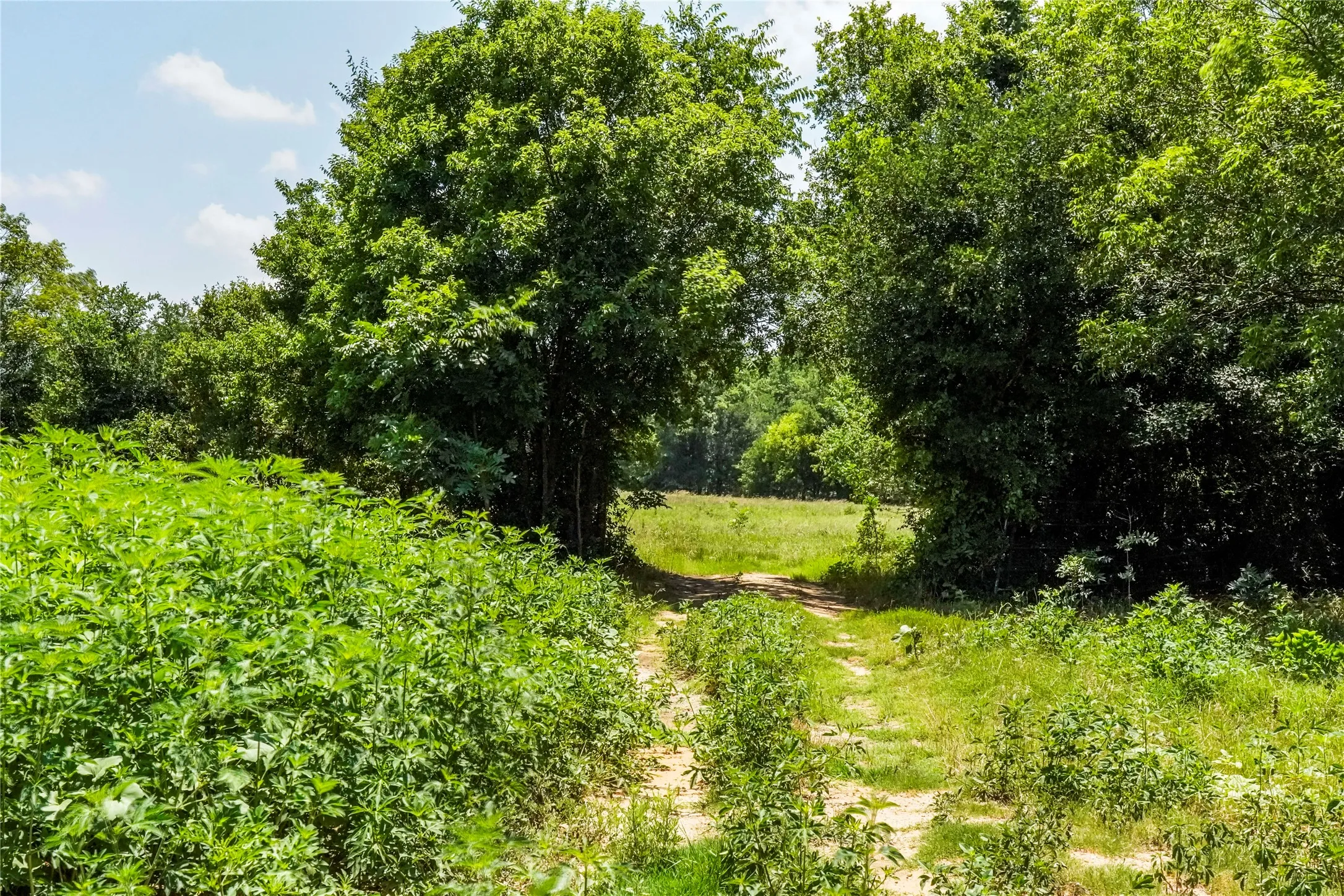 Ranch For Sale in Jack County , 43.18 Acres 281 Highway, Jacksboro, Texas 76458, 0, 0, Garage spaces, 0 Sqft, built in 0, mls#21310779, Real Estate Agent in Jacksboro, Homes For Sale in Jack county, Homes For Sale in Jacksboro, Realtor in Jacksboro Texas, Real Estate Brokerage Independent Realty Texas, Luminita Cordes Realtor