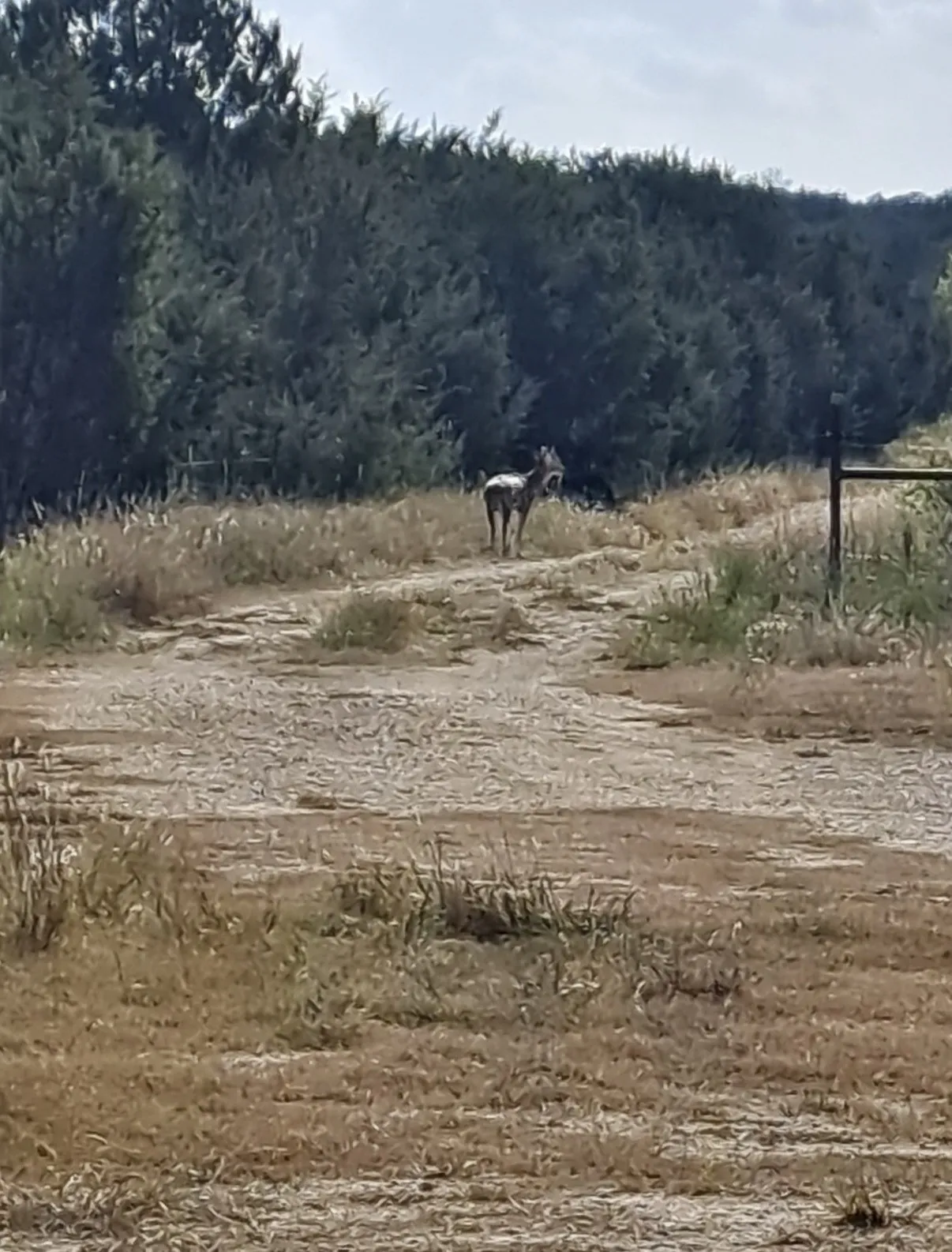 Improved Land For Sale in Hamilton County , 3828 W Fm 219, Hico, Texas 76457, 0, 0, Garage spaces, 0 Sqft, built in 1996, mls#21310934, Real Estate Agent in Hico, Homes For Sale in Hamilton county, Homes For Sale in Hico, Realtor in Hico Texas, Real Estate Brokerage Independent Realty Texas, Luminita Cordes Realtor