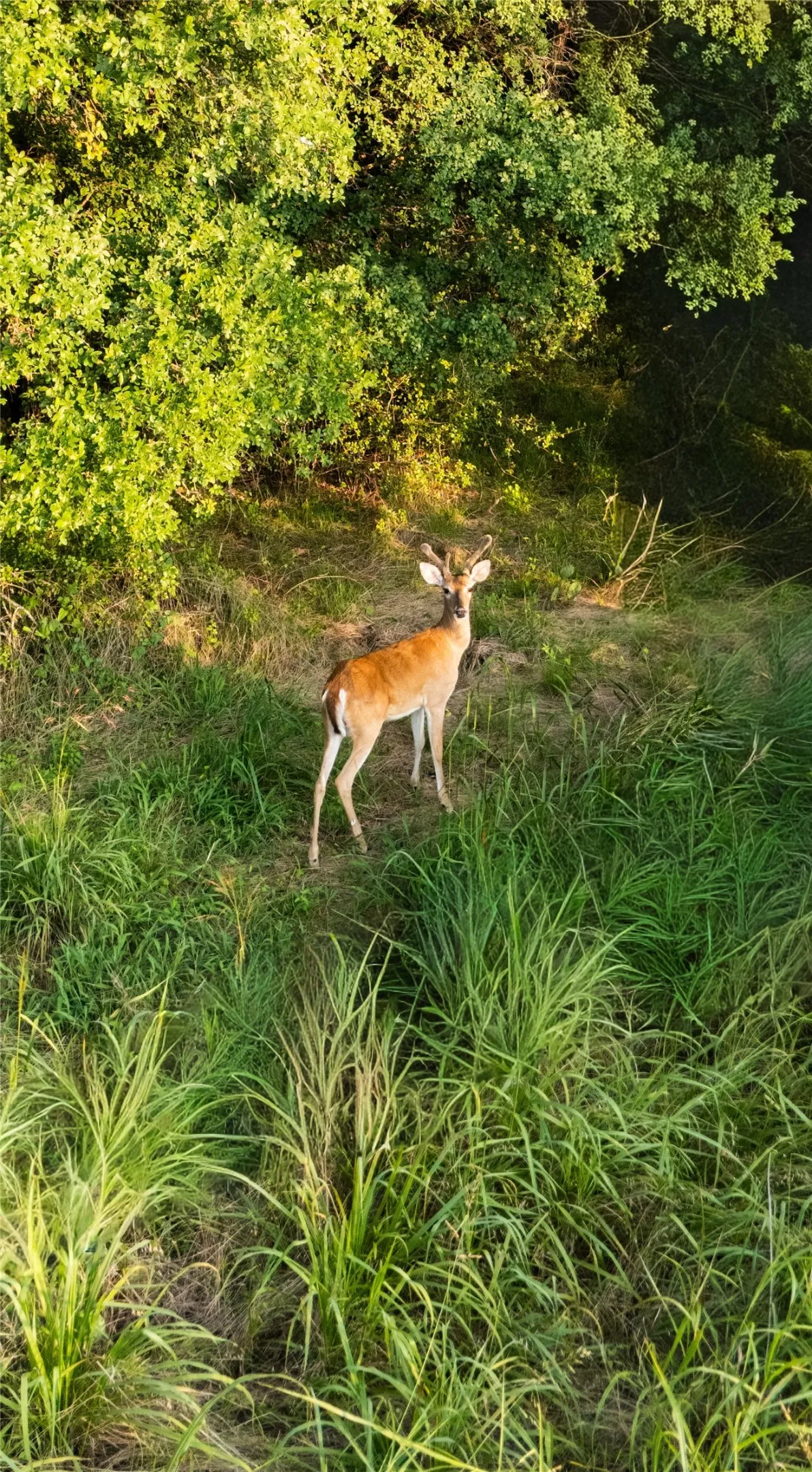 Unimproved Land For Sale in Parker County , 1320 Tidwell, Weatherford, Texas 76462, 0, 0, Garage spaces, 0 Sqft, built in 0, mls#21310931, Real Estate Agent in Weatherford, Homes For Sale in Parker county, Homes For Sale in Weatherford, Realtor in Weatherford Texas, Real Estate Brokerage Independent Realty Texas, Luminita Cordes Realtor