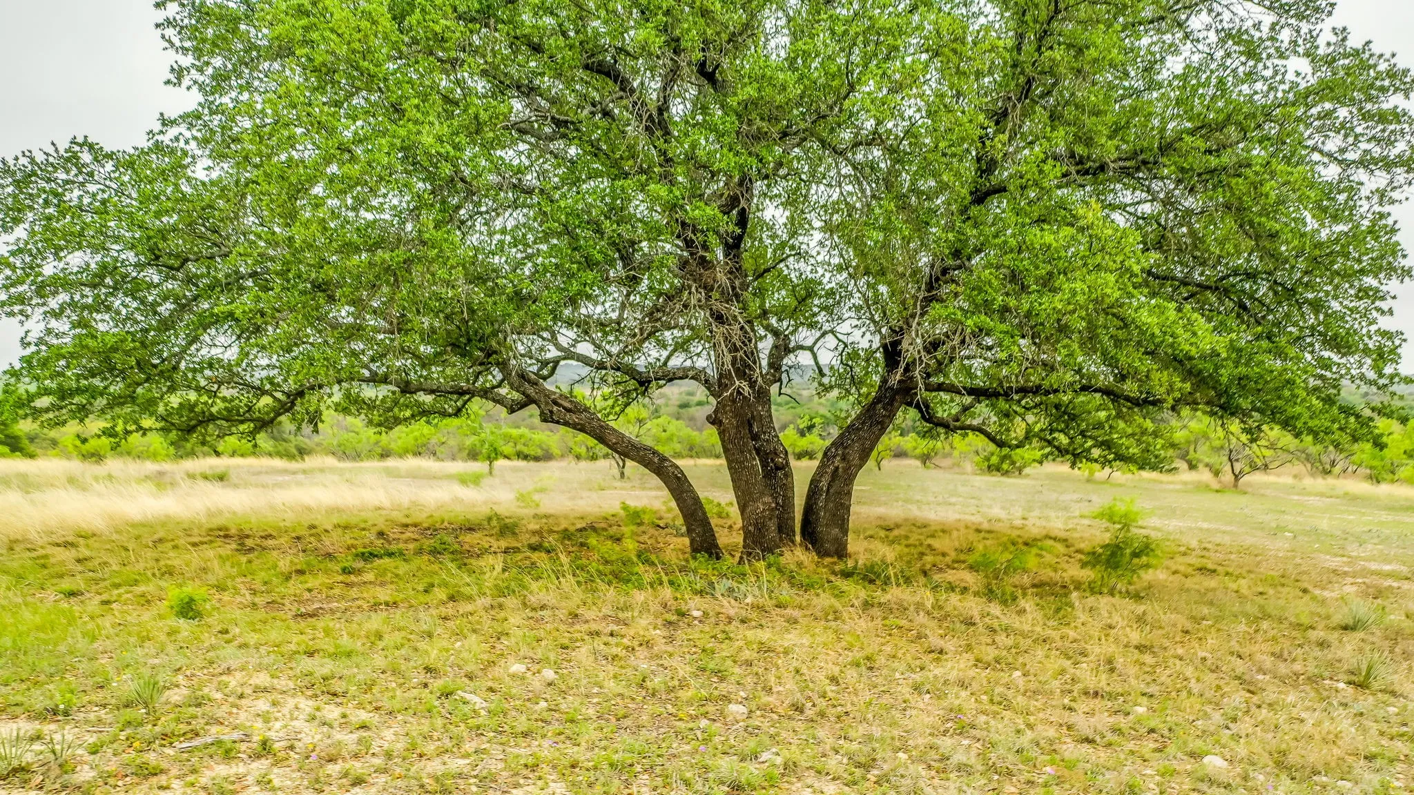 Ranch For Sale in Brown County , Lot 3 County Road 322, Blanket, Texas 76432, 0, 0, Garage spaces, 0 Sqft, built in 0, Price $119,000, mls#21311039, Real Estate Agent in Blanket, Homes For Sale in Brown county, Homes For Sale in Blanket, Realtor in Blanket Texas, Real Estate Brokerage Independent Realty Texas, Luminita Cordes Realtor