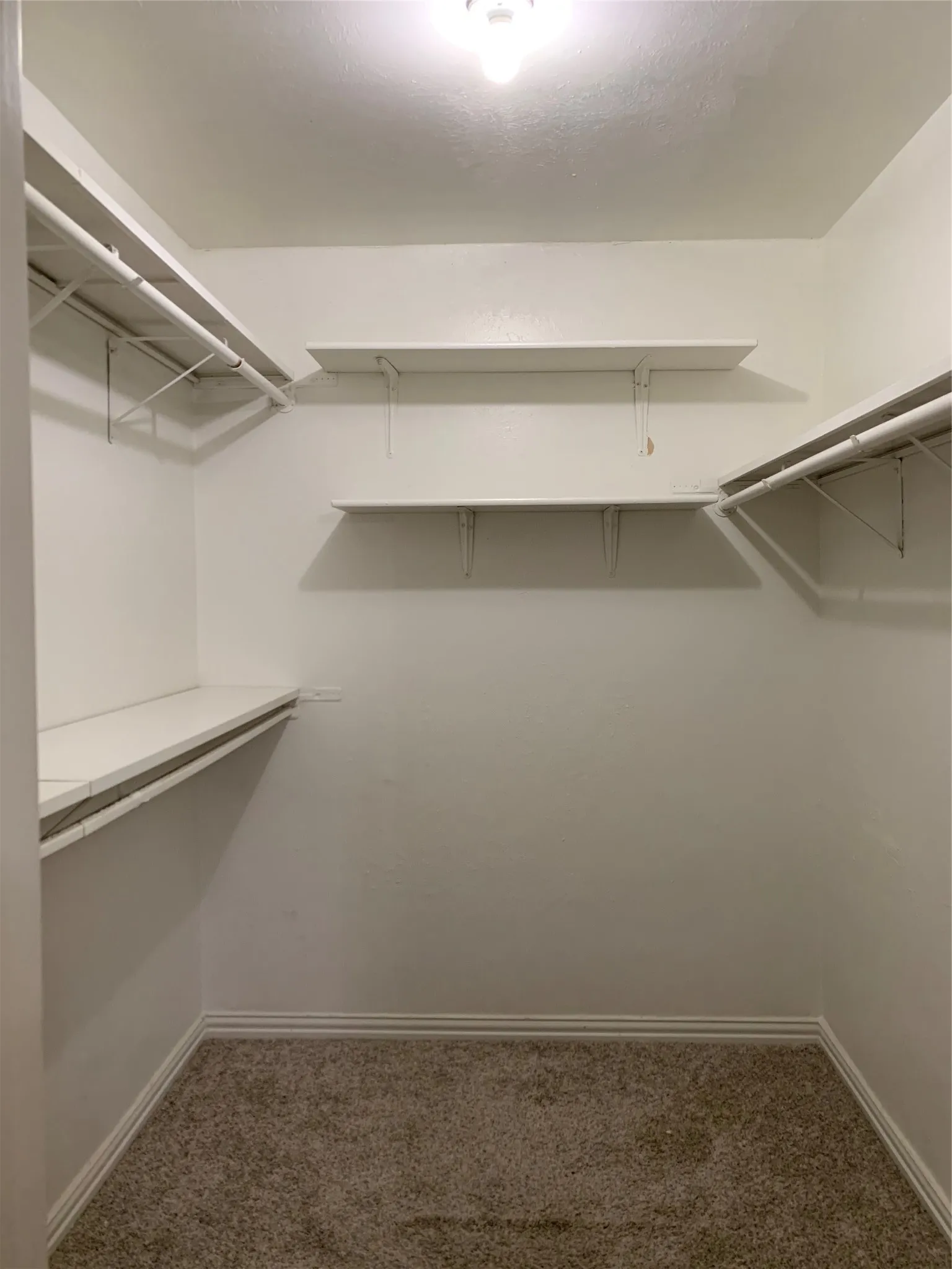 Walk-in closet with carpet flooring, white walls, and built-in shelving