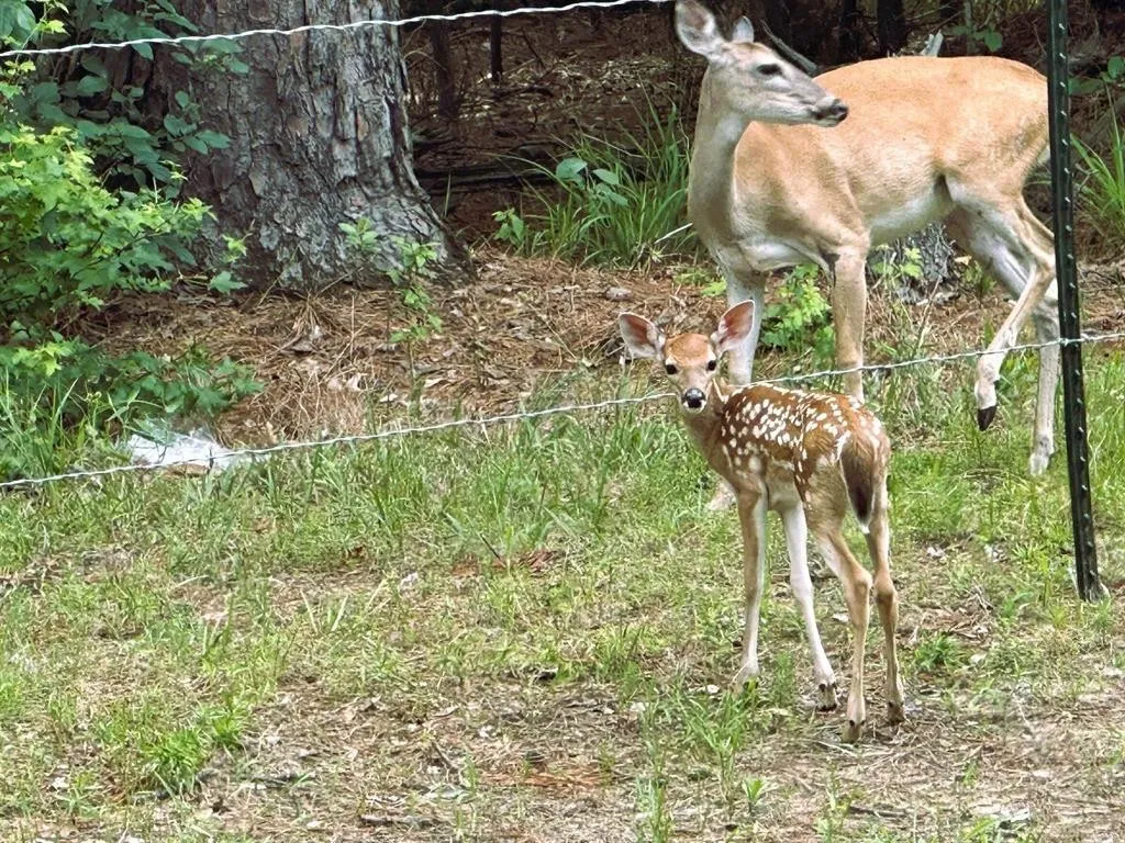 Unimproved Land For Sale in Franklin (TX) County , 8 Fawns Crossing Dr., Mount Vernon, Texas 75457, 0, 0, Garage spaces, 0 Sqft, built in 0, Price $12,000, mls#21306291, Real Estate Agent in Mount Vernon, Homes For Sale in Franklin (TX) county, Homes For Sale in Mount Vernon, Realtor in Mount Vernon Texas, Real Estate Brokerage Independent Realty Texas, Luminita Cordes Realtor