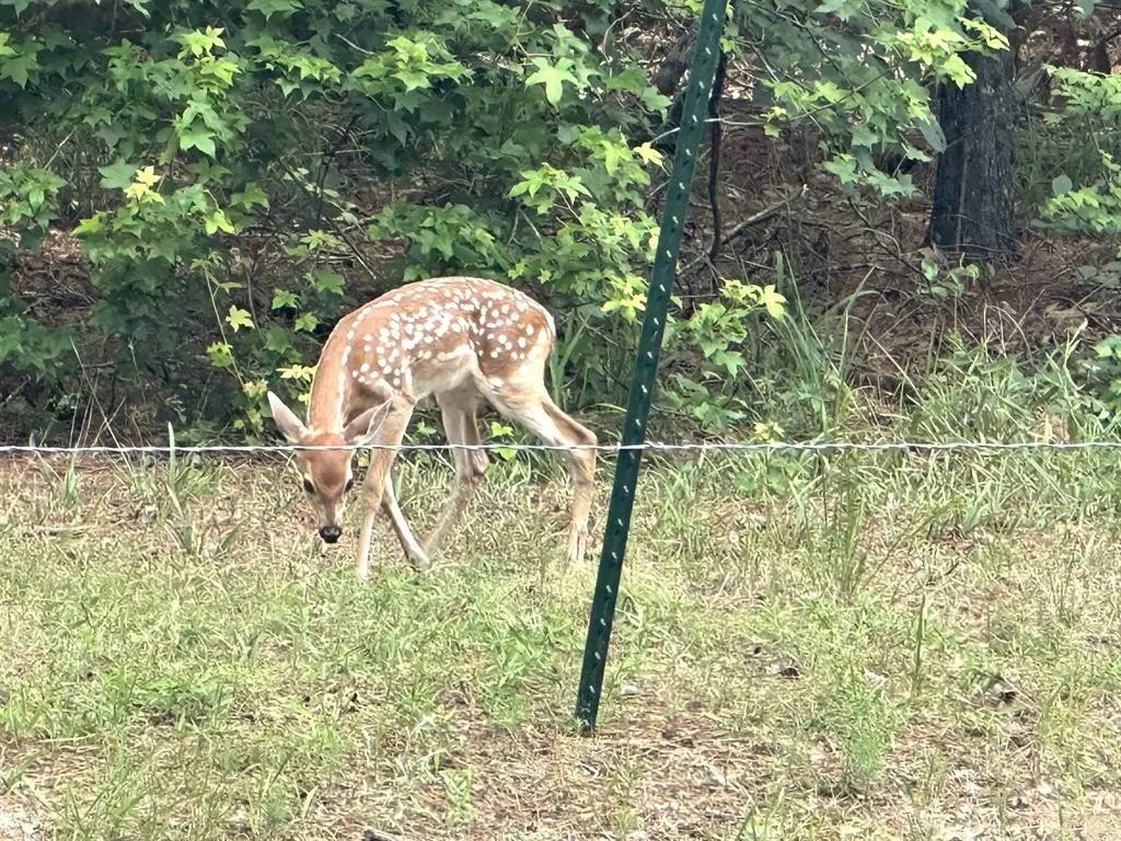 Unimproved Land For Sale in Franklin (TX) County , 8 Fawns Crossing Dr., Mount Vernon, Texas 75457, 0, 0, Garage spaces, 0 Sqft, built in 0, Price $12,000, mls#21306291, Real Estate Agent in Mount Vernon, Homes For Sale in Franklin (TX) county, Homes For Sale in Mount Vernon, Realtor in Mount Vernon Texas, Real Estate Brokerage Independent Realty Texas, Luminita Cordes Realtor