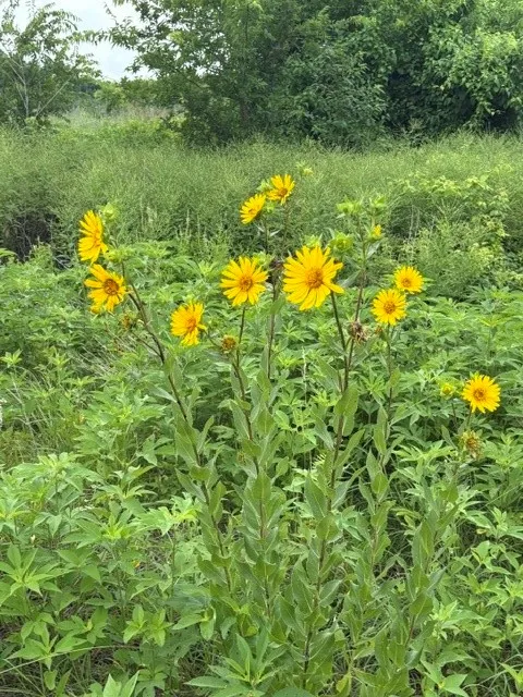 Tons of wildflowers scattered throughout the property.