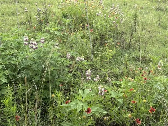 Tons of wildflowers scattered throughout the property.