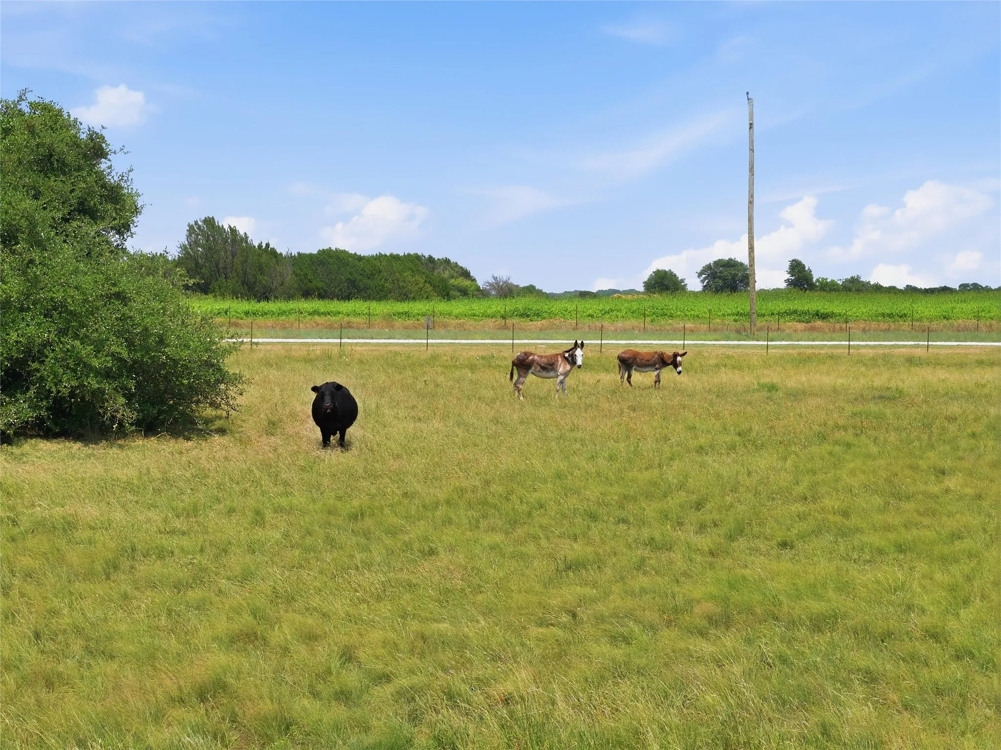 Farm For Sale in Hamilton County , 5835 N Fm 1744, Hico, Texas 76457, 4 Bedroom, 3 Bathroom, 2 Garage spaces, 2,200 Sqft, built in 2010, mls#21311232, Real Estate Agent in Hico, Homes For Sale in Hamilton county, Homes For Sale in Hico, Realtor in Hico Texas, Real Estate Brokerage Independent Realty Texas, Luminita Cordes Realtor
