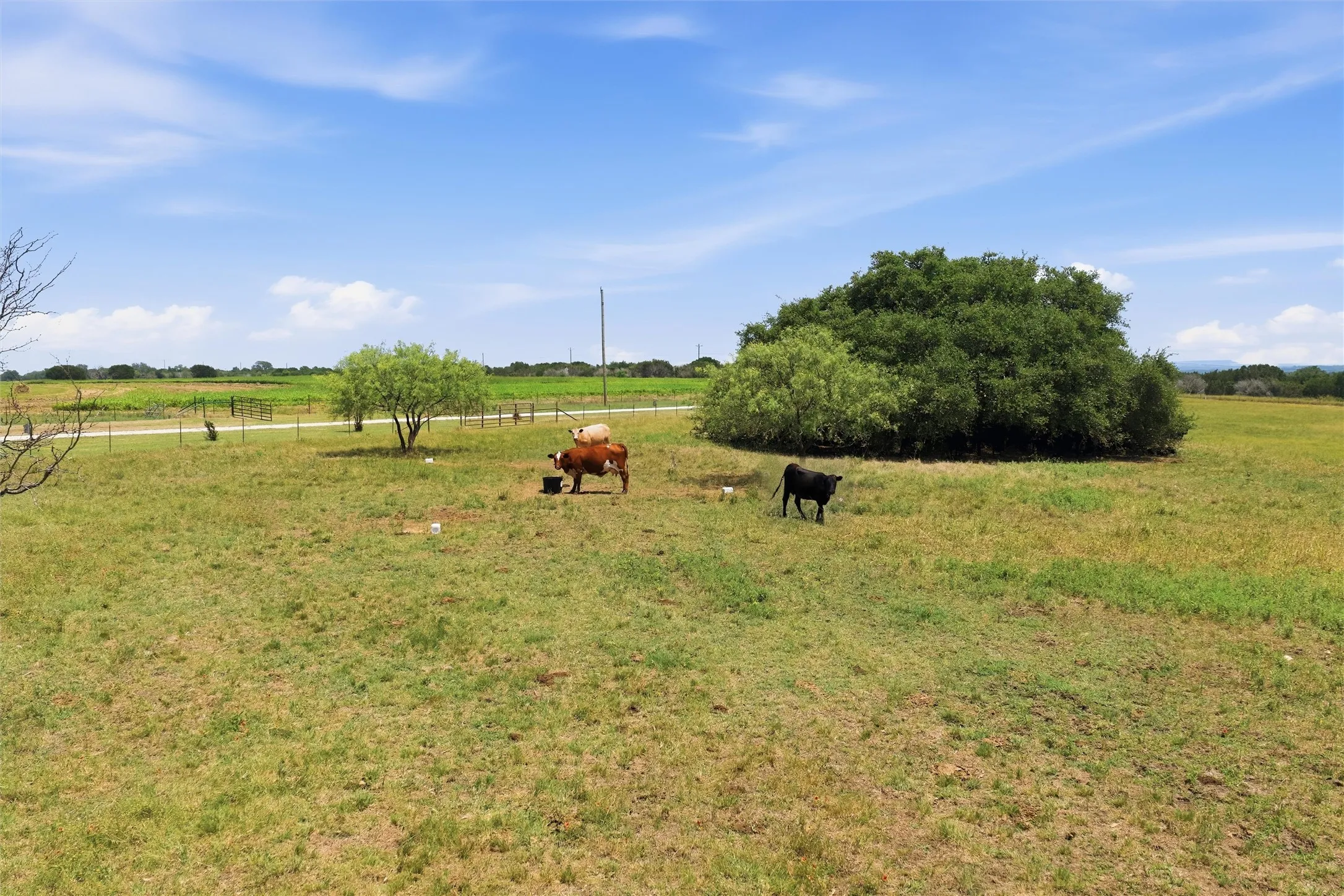 Farm For Sale in Hamilton County , 5835 N Fm 1744, Hico, Texas 76457, 4 Bedroom, 3 Bathroom, 2 Garage spaces, 2,200 Sqft, built in 2010, mls#21311232, Real Estate Agent in Hico, Homes For Sale in Hamilton county, Homes For Sale in Hico, Realtor in Hico Texas, Real Estate Brokerage Independent Realty Texas, Luminita Cordes Realtor