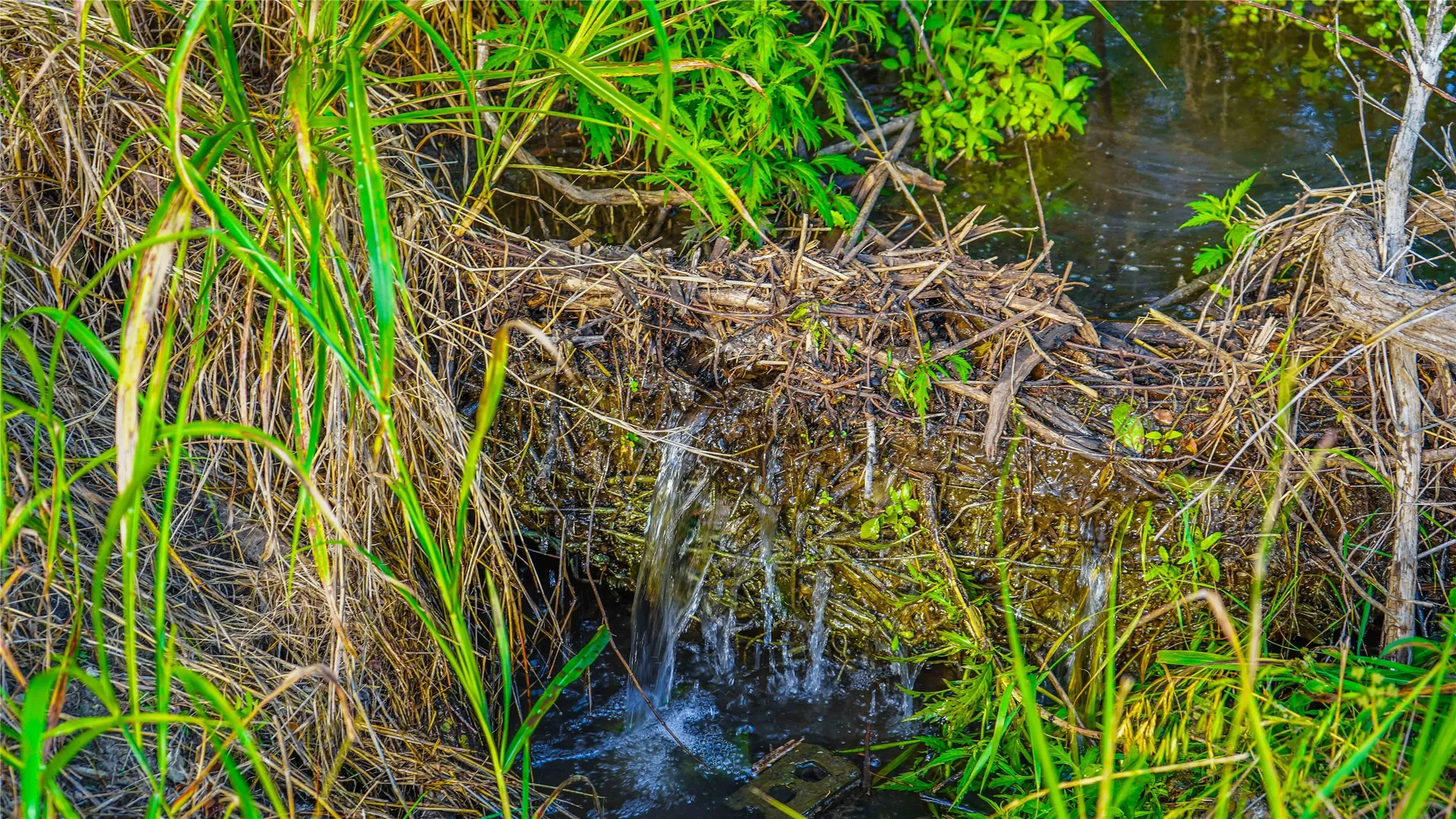 Unimproved Land For Sale in Bosque County , UNK Private Road 2131, Iredell, Texas 76649, 0, 0, Garage spaces, 0 Sqft, built in 0, mls#21308850, Real Estate Agent in Iredell, Homes For Sale in Bosque county, Homes For Sale in Iredell, Realtor in Iredell Texas, Real Estate Brokerage Independent Realty Texas, Luminita Cordes Realtor