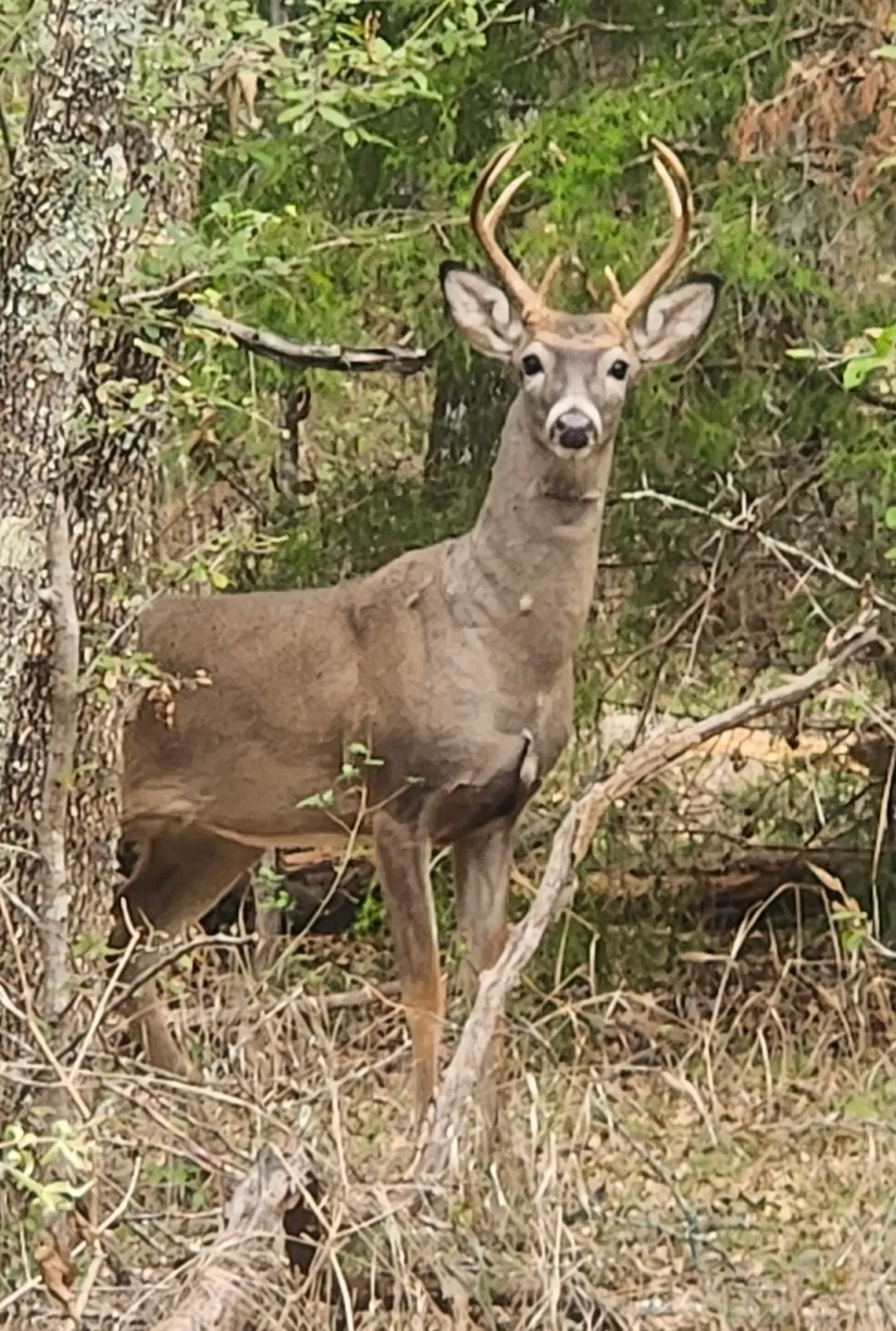 Unimproved Land For Sale in Navarro County , TBD NE CR 2035, Kerens, Texas 75144, 0, 0, Garage spaces, 0 Sqft, built in 0, mls#21310921, Real Estate Agent in Kerens, Homes For Sale in Navarro county, Homes For Sale in Kerens, Realtor in Kerens Texas, Real Estate Brokerage Independent Realty Texas, Luminita Cordes Realtor