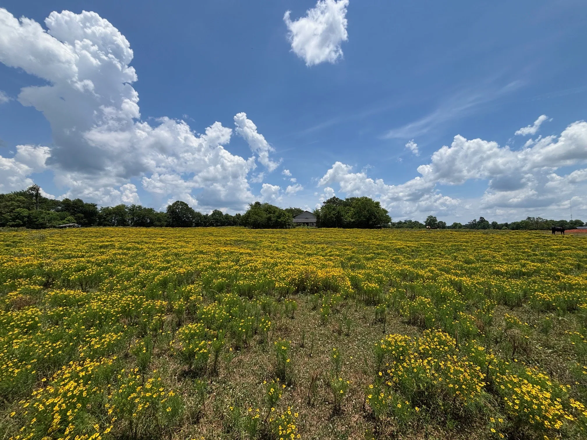 Single Family Residence For Sale in Angelina County , 3834 Fenley Flat Road, Lufkin, Texas 75969, 4 Bedrooms, 3 Bathrooms, 2 Garage spaces, 3,820 Sqft, built in 1974, Price $49,800, mls#21311709, Real Estate Agent in Lufkin, Homes For Sale in Angelina county, Homes For Sale in Lufkin, Realtor in Lufkin Texas, Real Estate Brokerage Independent Realty Texas, Luminita Cordes Realtor