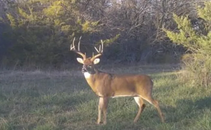 Single Family Residence For Sale in Grayson County , 4877 Fm 84, Denison, Texas 75020, 3 Bedroom, 2 Bathroom, 2 Garage spaces, 3,964 Sqft, built in 1977, mls#21309745, Real Estate Agent in Denison, Homes For Sale in Grayson county, Homes For Sale in Denison, Realtor in Denison Texas, Real Estate Brokerage Independent Realty Texas, Luminita Cordes Realtor