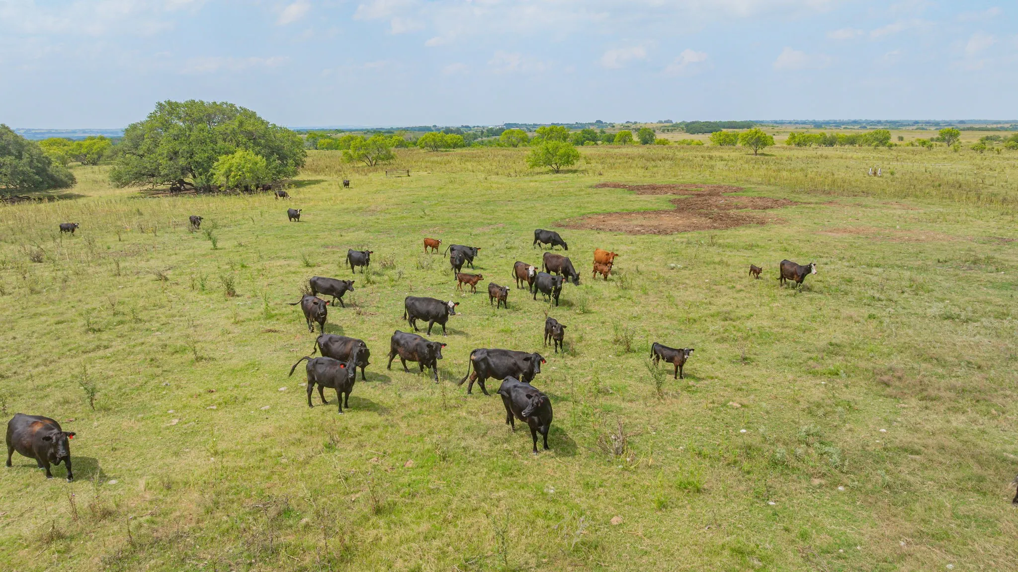 Ranch For Sale in Comanche County , 2901 Fm 1476, Dublin, Texas 76446, 0, 0, Garage spaces, 0 Sqft, built in 0, mls#21312082, Real Estate Agent in Dublin, Homes For Sale in Comanche county, Homes For Sale in Dublin, Realtor in Dublin Texas, Real Estate Brokerage Independent Realty Texas, Luminita Cordes Realtor