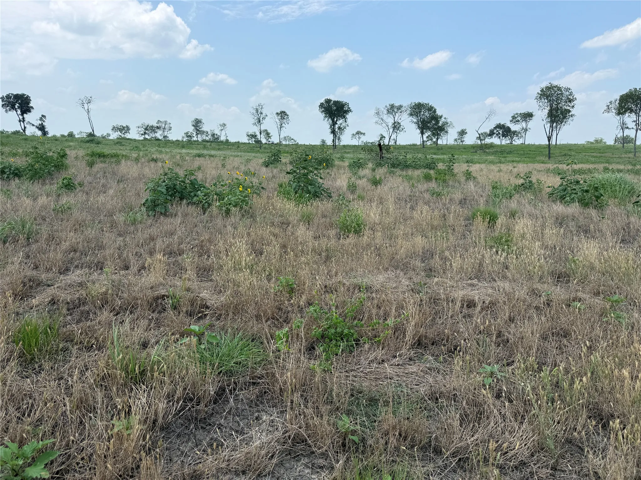 Cleared acreage with attractive tree spacing and room for outdoor living areas.