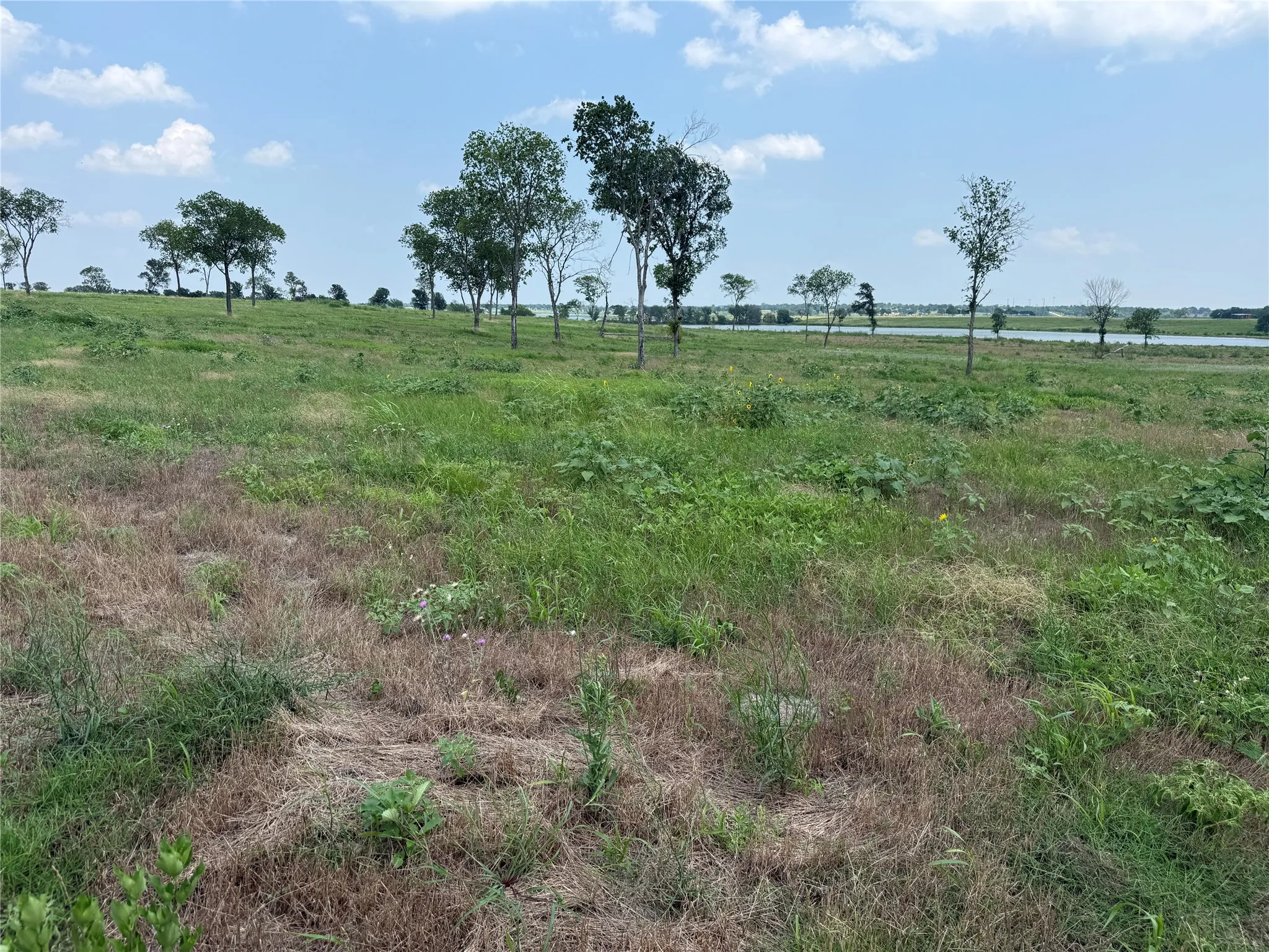 Grassy build site with mature trees and open skies overhead.