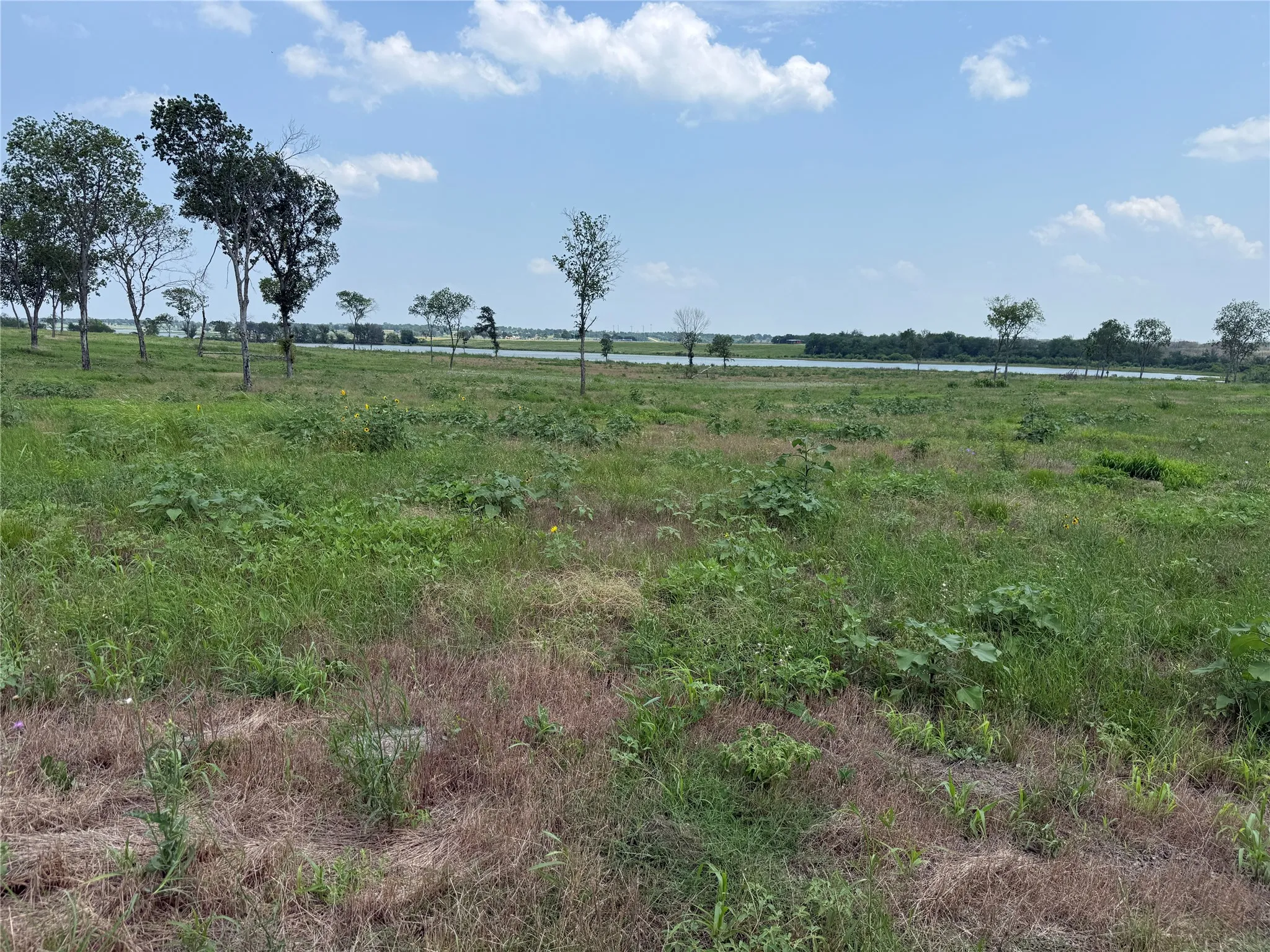 Additional view of native sunflowers blooming across the property.