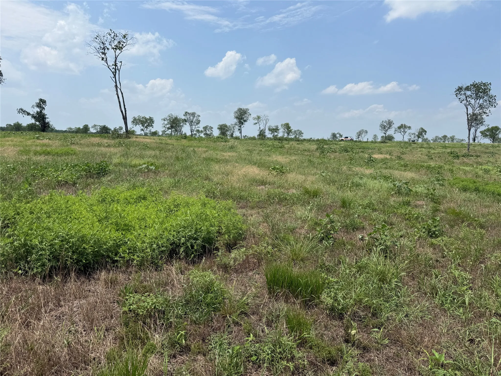 Ground-level view of the gently rolling terrain and scattered native trees.