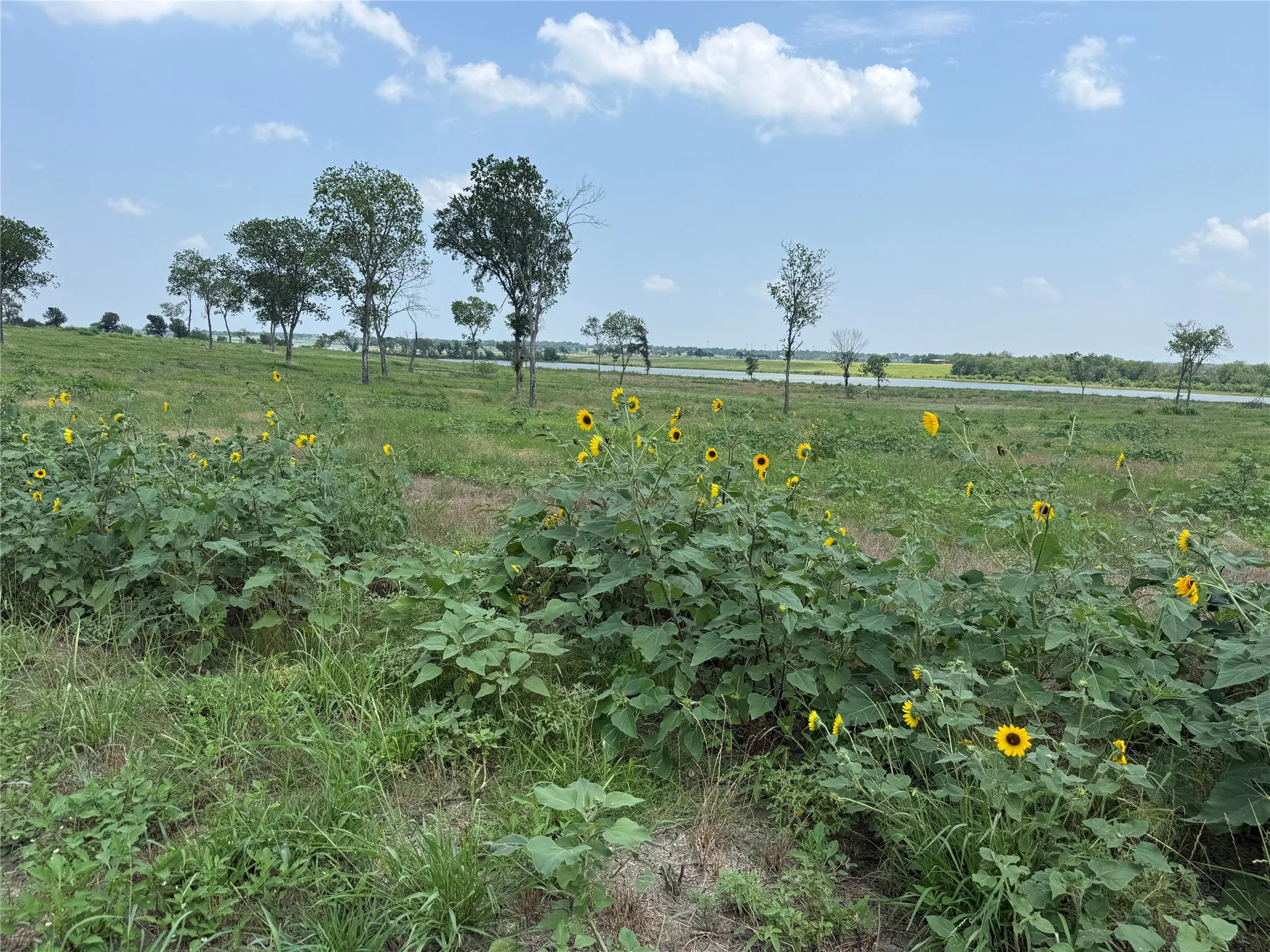 Dense native vegetation provides texture and habitat throughout the property.