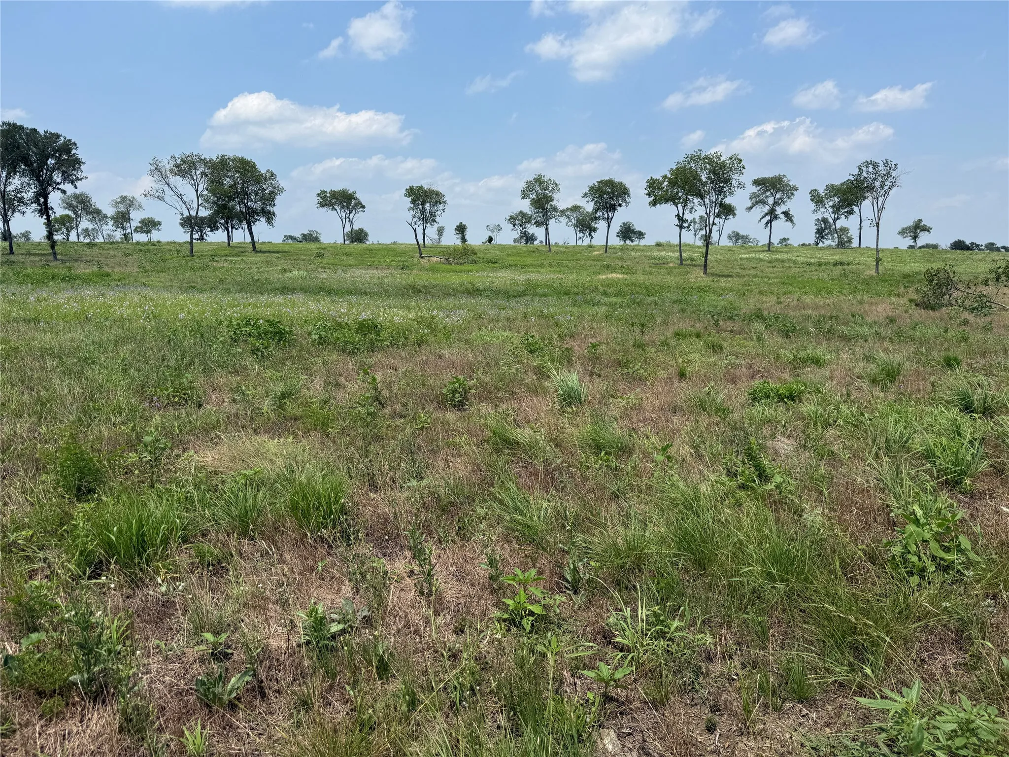 Spacious interior section of the lot offering flexibility for home placement.