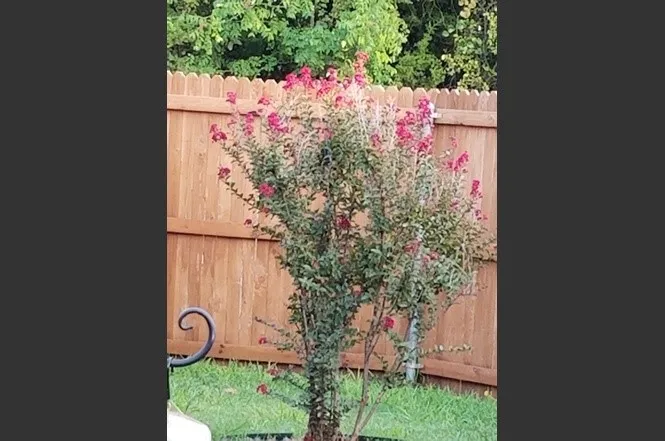 2nd yard area - great for pets
