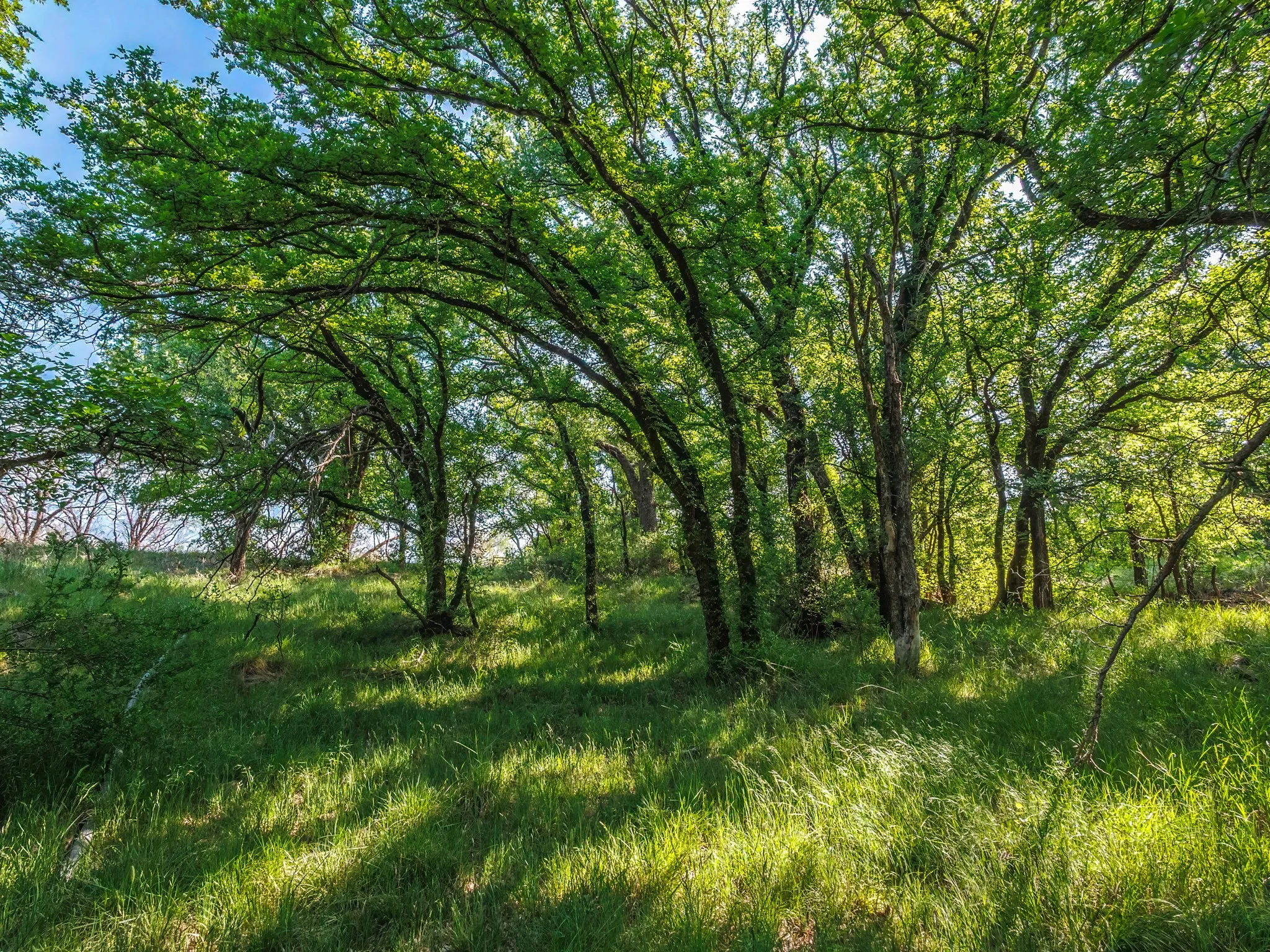Unimproved Land For Sale in Brown County , 3051 County Road 411 W, Brownwood, Texas 76801, 0, 0, Garage spaces, 0 Sqft, built in 0, mls#21306446, Real Estate Agent in Brownwood, Homes For Sale in Brown county, Homes For Sale in Brownwood, Realtor in Brownwood Texas, Real Estate Brokerage Independent Realty Texas, Luminita Cordes Realtor