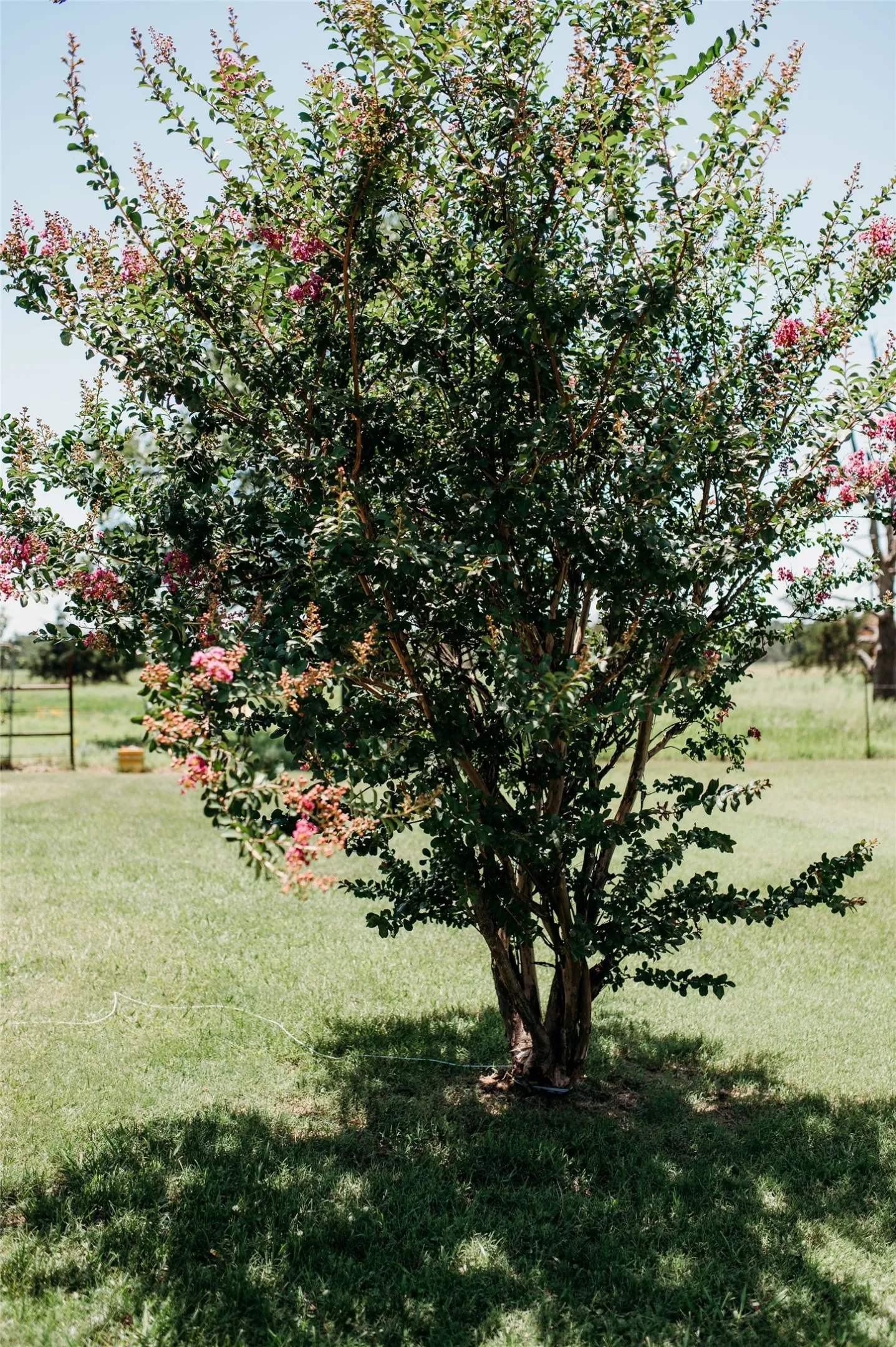 Crepe Myrtle