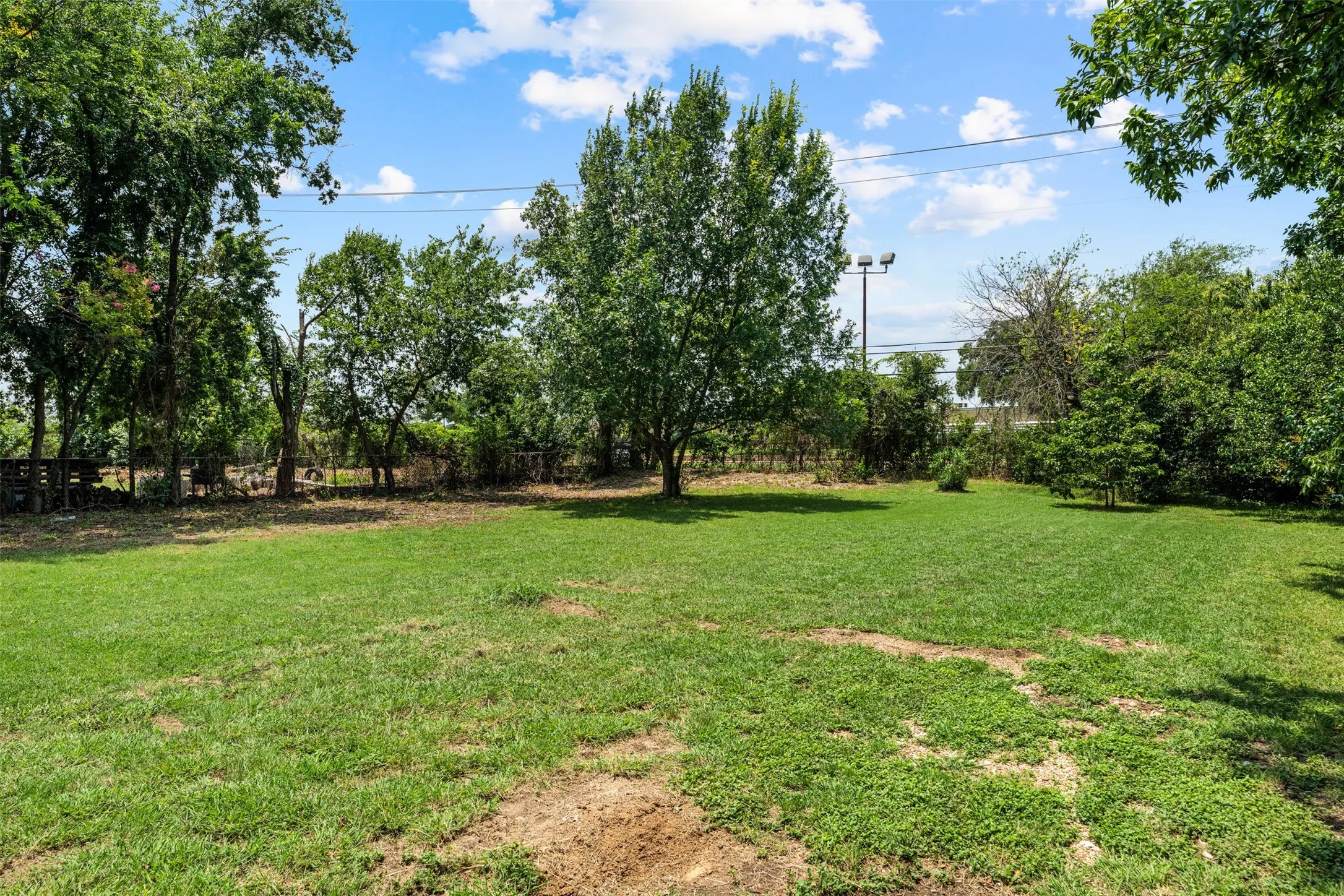 Expansive green space featuring a large central tree, surrounded by additional mature trees and foliage