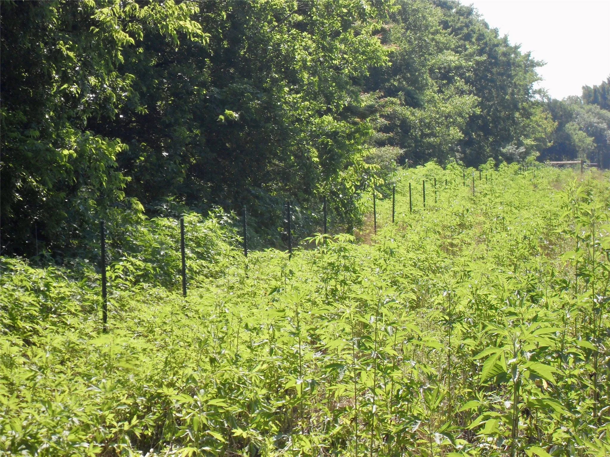 Unimproved Land For Sale in Hunt County , 1532 FM 1532, Commerce, Texas 75428, 0, 0, Garage spaces, 0 Sqft, built in 0, Price $440,000, mls#21311934, Real Estate Agent in Commerce, Homes For Sale in Hunt county, Homes For Sale in Commerce, Realtor in Commerce Texas, Real Estate Brokerage Independent Realty Texas, Luminita Cordes Realtor