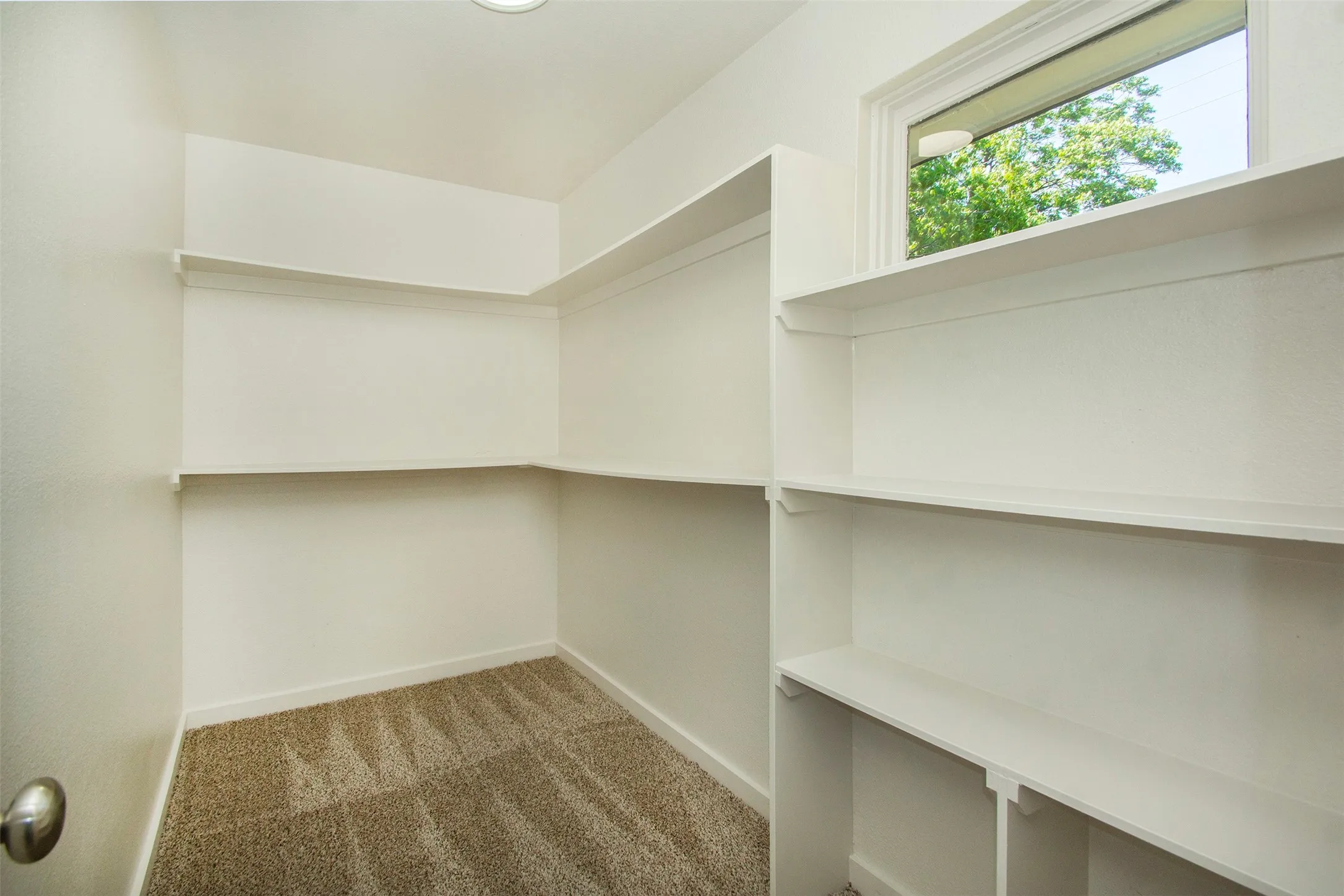 Spacious closet featuring carpet floors