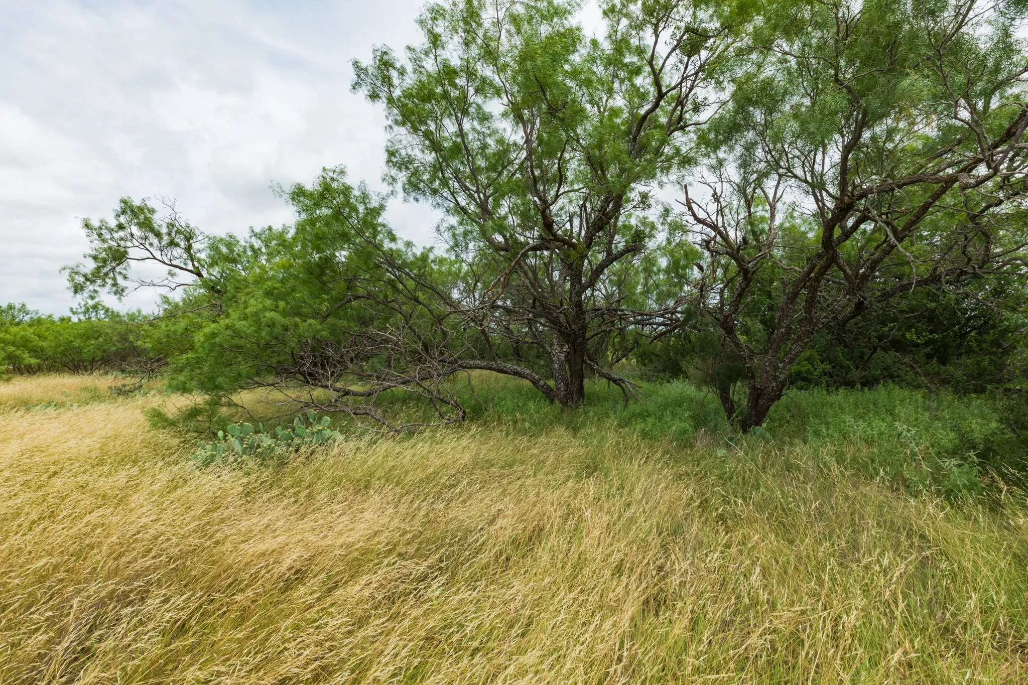 Unimproved Land For Sale in Callahan County , TBD CR 255, Oplin, Texas 79510, 0, 0, Garage spaces, 0 Sqft, built in 0, Price $312,000, mls#21313037, Real Estate Agent in Oplin, Homes For Sale in Callahan county, Homes For Sale in Oplin, Realtor in Oplin Texas, Real Estate Brokerage Independent Realty Texas, Luminita Cordes Realtor