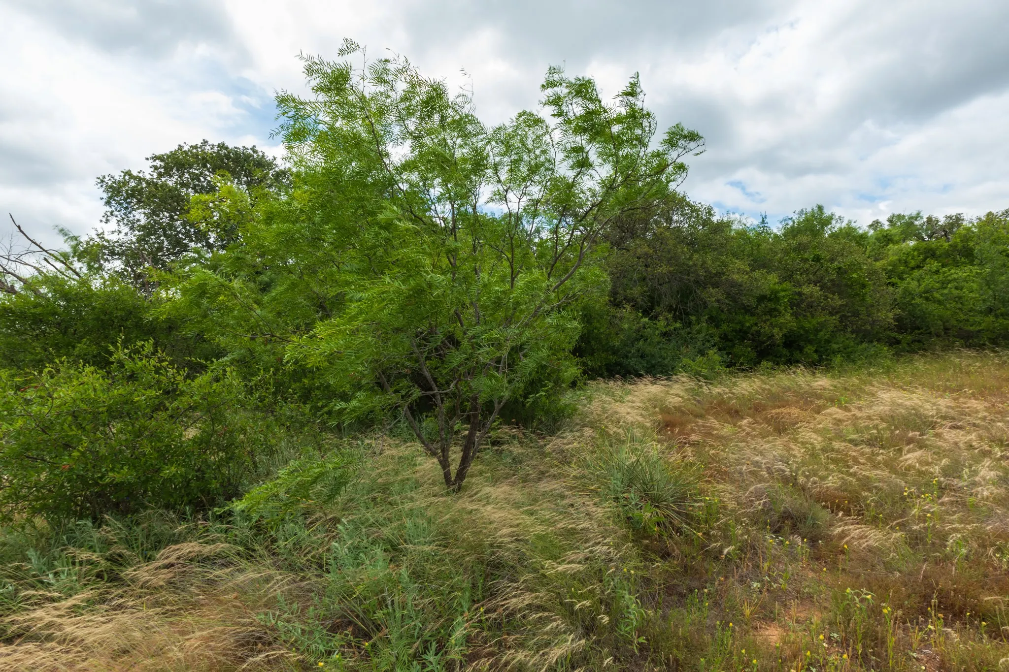 Unimproved Land For Sale in Callahan County , TBD CR 255, Oplin, Texas 79510, 0, 0, Garage spaces, 0 Sqft, built in 0, Price $312,000, mls#21313037, Real Estate Agent in Oplin, Homes For Sale in Callahan county, Homes For Sale in Oplin, Realtor in Oplin Texas, Real Estate Brokerage Independent Realty Texas, Luminita Cordes Realtor