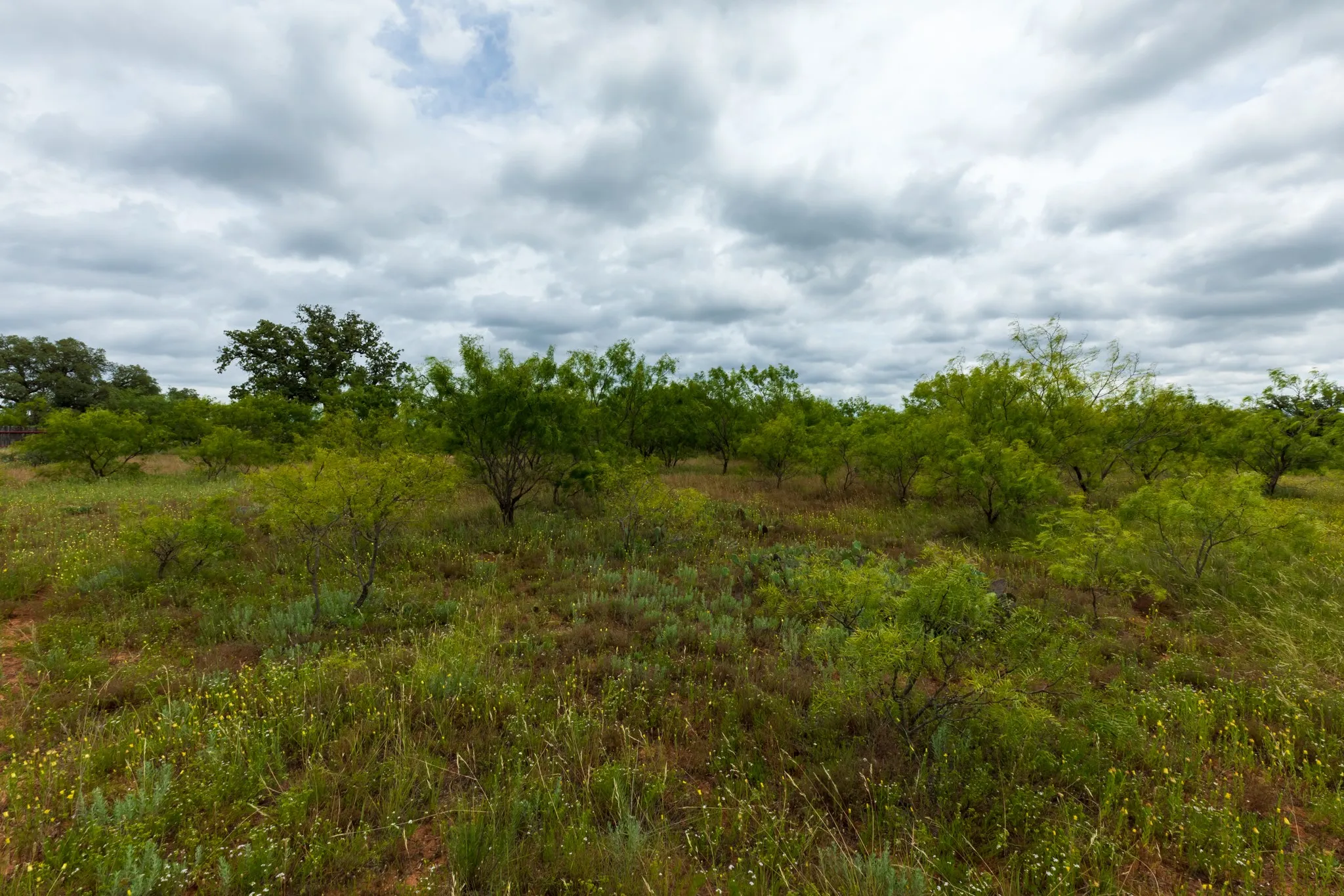 Unimproved Land For Sale in Callahan County , TBD CR 255, Oplin, Texas 79510, 0, 0, Garage spaces, 0 Sqft, built in 0, Price $312,000, mls#21313037, Real Estate Agent in Oplin, Homes For Sale in Callahan county, Homes For Sale in Oplin, Realtor in Oplin Texas, Real Estate Brokerage Independent Realty Texas, Luminita Cordes Realtor
